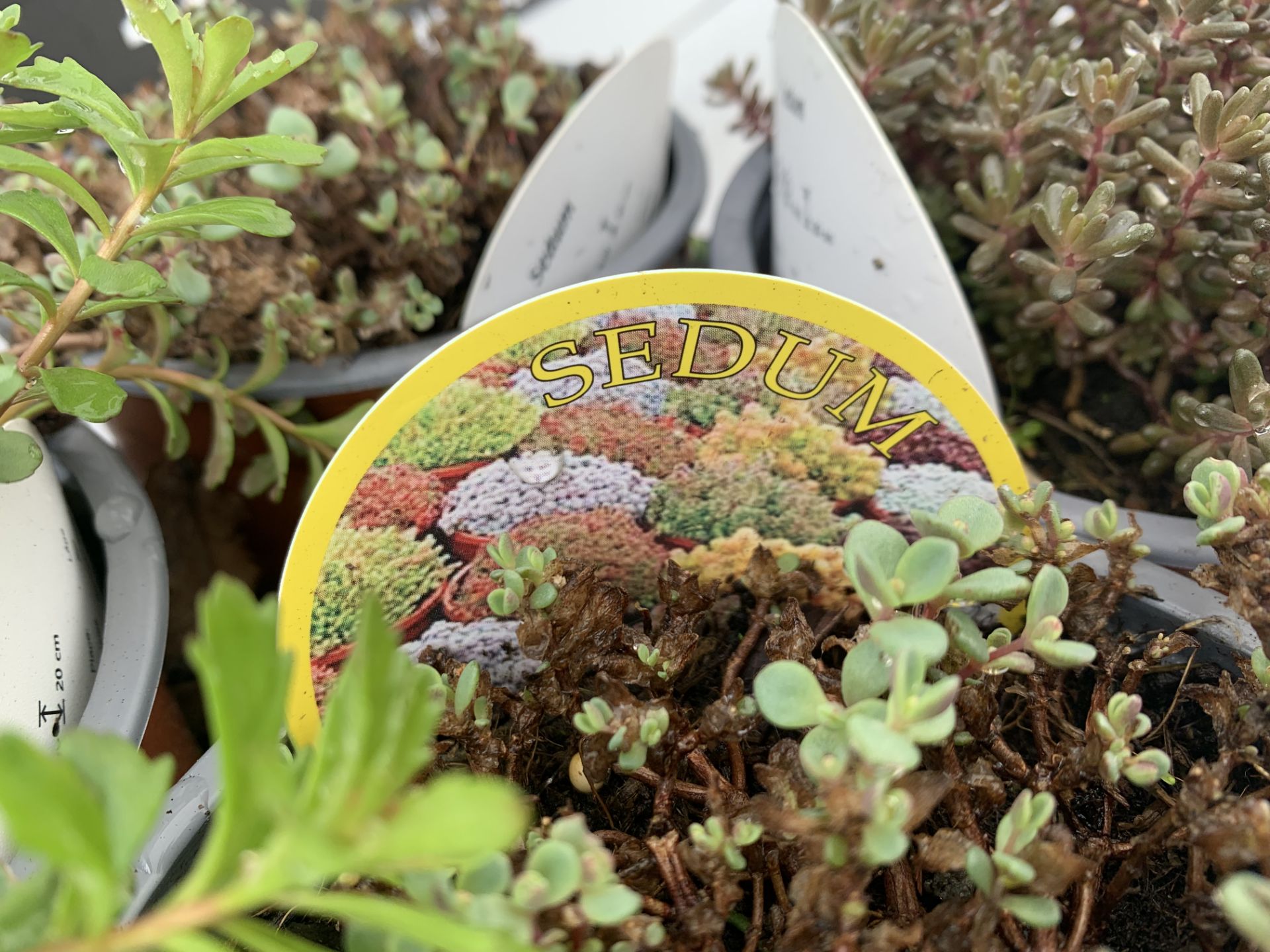 EIGHT MIXED SEDUMS ON A TRAY IN 2 LTR POTS PLUS VAT TO BE SOLD FOR THE EIGHT - Image 7 of 8