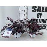 TWO LOROPETALUM CHINESE 'BLACK PEARL' APPROX 45CM IN HEIGHT IN 2 LTR POTS PLUS VAT TO BE SOLD FOR