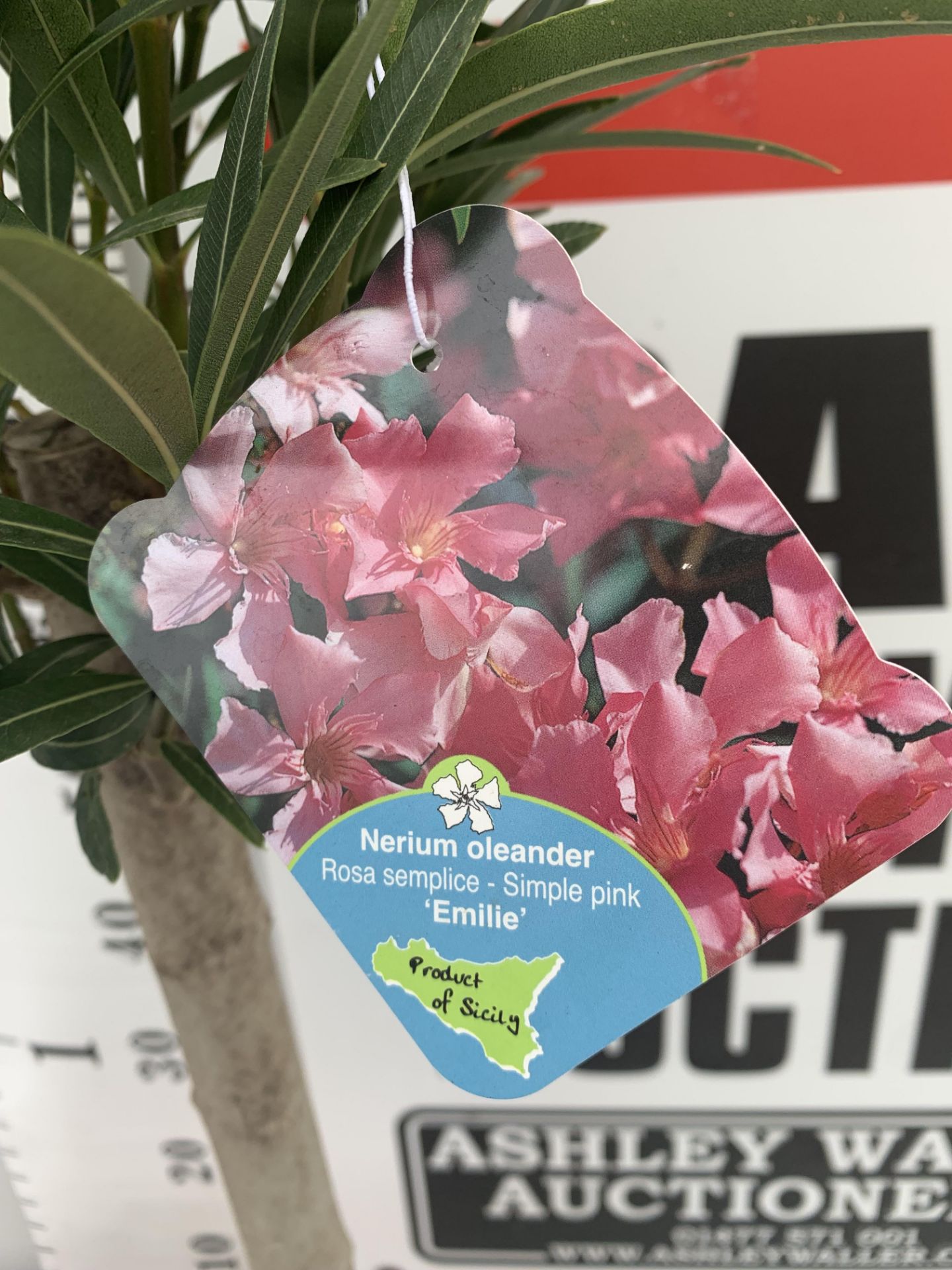 TWO OLEANDER NERIUM STANDARD TREES SIMPLE PINK ' EMILIE' AND PINKISH WHITE 'ALSACE' APPROX 1 METRE - Image 8 of 10