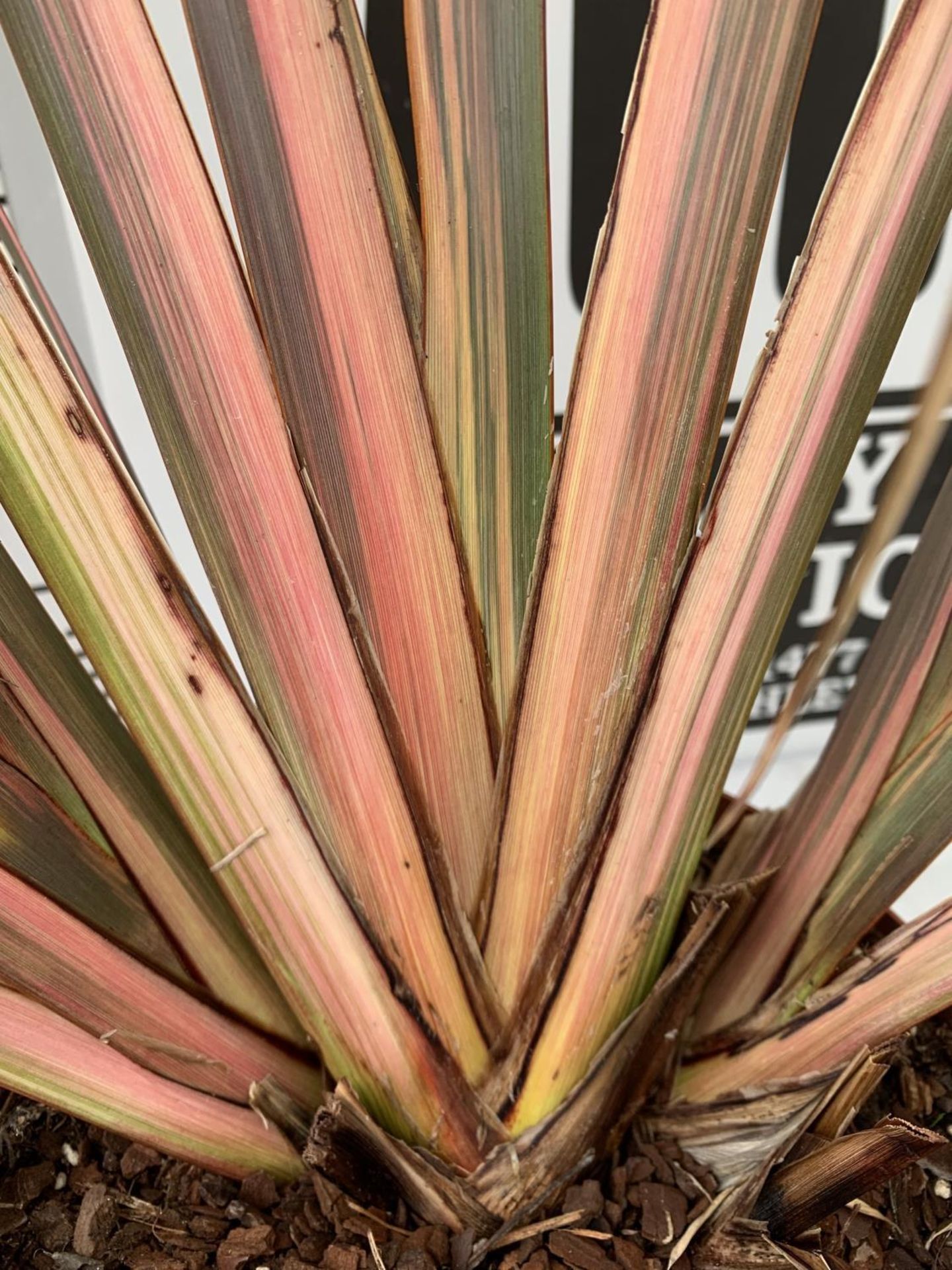 TWO PHORMIUM TENAX 'RAINBOW QUEEN' IN 3 LTR POTS APPROX 1M IN HEIGHT PLUS VAT TO BE SOLD FOR THE TWO - Image 8 of 12