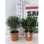 TWO OLEANDER NERIUM SHRUBS SIMPLE WHITE 'SOEUR AGNES' AND SIMPLE RED 'JANNOCH' APPROX 50CM TALL IN 4