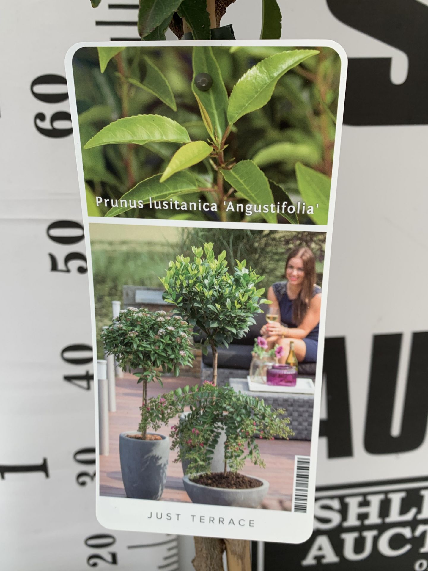 TWO STANDARD PRUNUS LUSITANICA ANGUSTIFOLIA IN 3 LTR POTS HEIGHT 90CM PLUS VAT TO BE SOLD FOR THE - Image 9 of 10