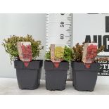 THREE ASSORTED BERBERIS THUNBERGII 'RUBY STAR' 'TINY GOLD' AND 'ADMIRATION' IN 2 LTR POTS PLUS VAT