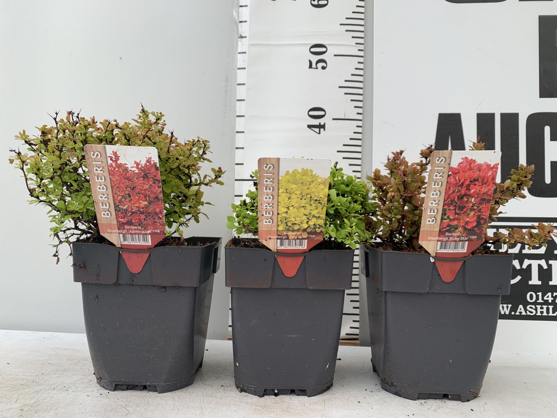 THREE ASSORTED BERBERIS THUNBERGII 'RUBY STAR' 'TINY GOLD' AND 'ADMIRATION' IN 2 LTR POTS PLUS VAT