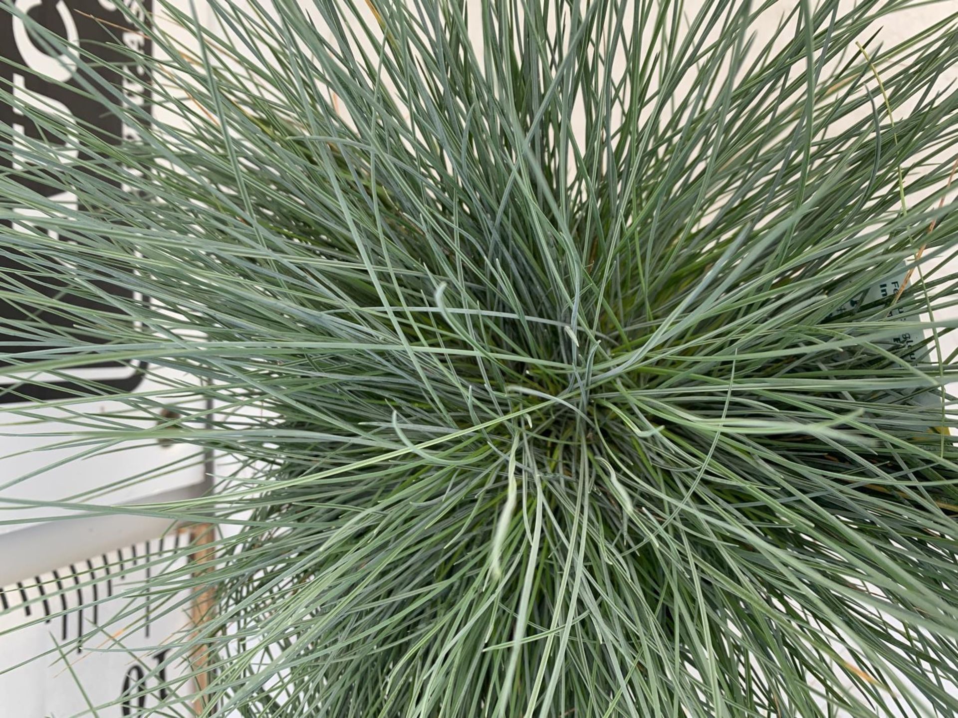 TWO FESTUCA GLAUCAINTENSE BLUE IN 2 LTR POTS 30CM TALL PLUS VAT TO BE SOLD FOR THE TWO - Image 10 of 10