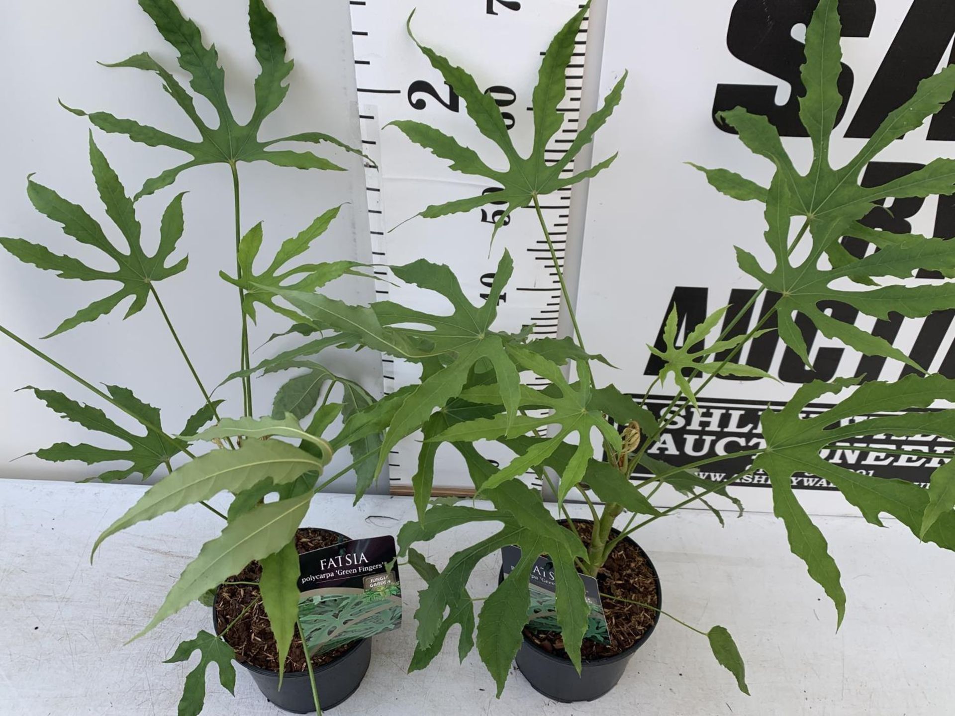 TWO FATSIA JUNGLE GARDEN POLYCARPA GREEN FINGERS IN 2 LTR POTS 70CM TALL PLUS VAT TO BE SOLD FOR THE - Bild 4 aus 8