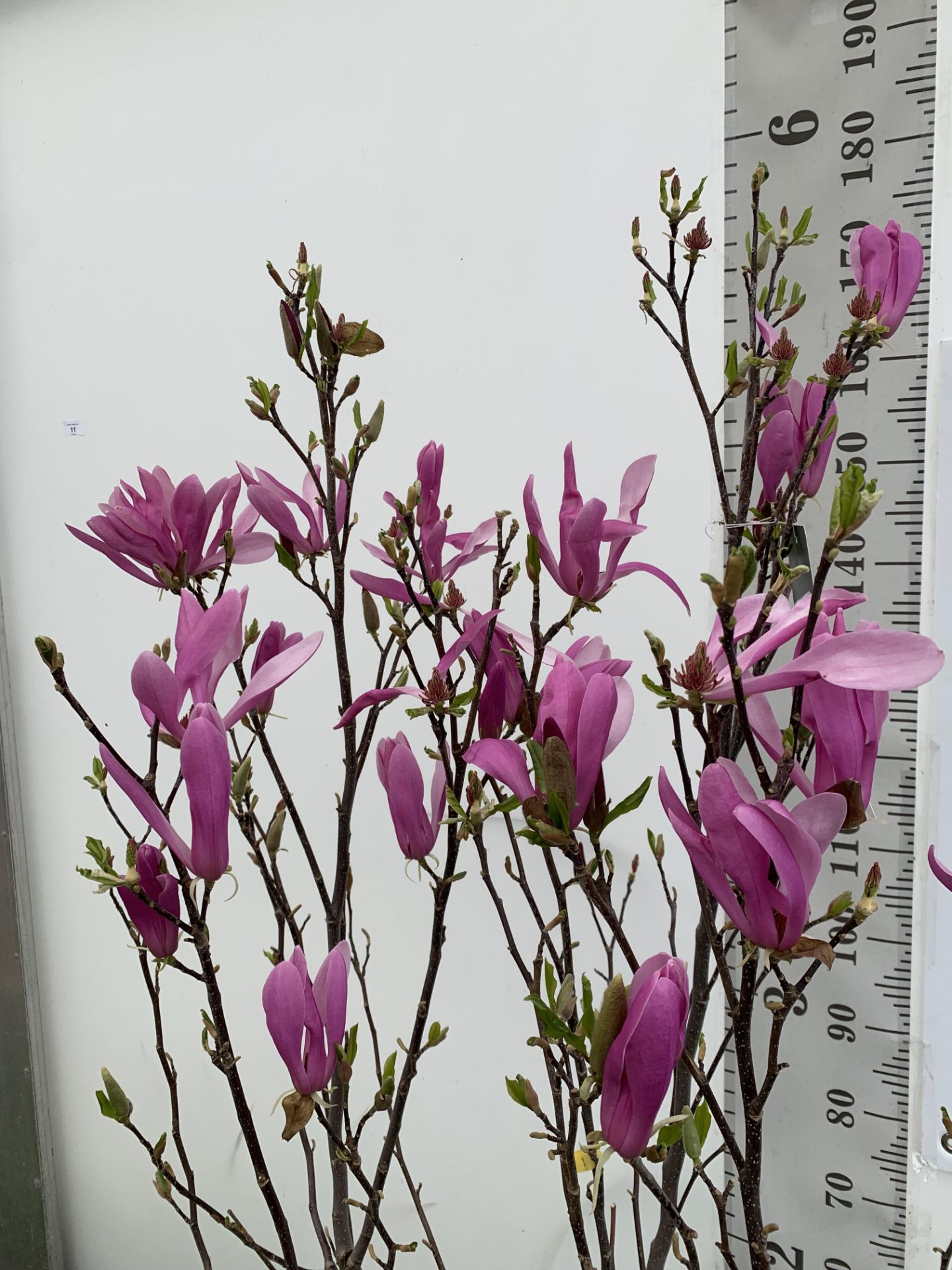 A LARGE MAGNOLIA PINK 'SUSAN' TREE OVER 2 METRES IN HEIGHT IN A 10 LTR POT PLUS VAT - Image 5 of 12