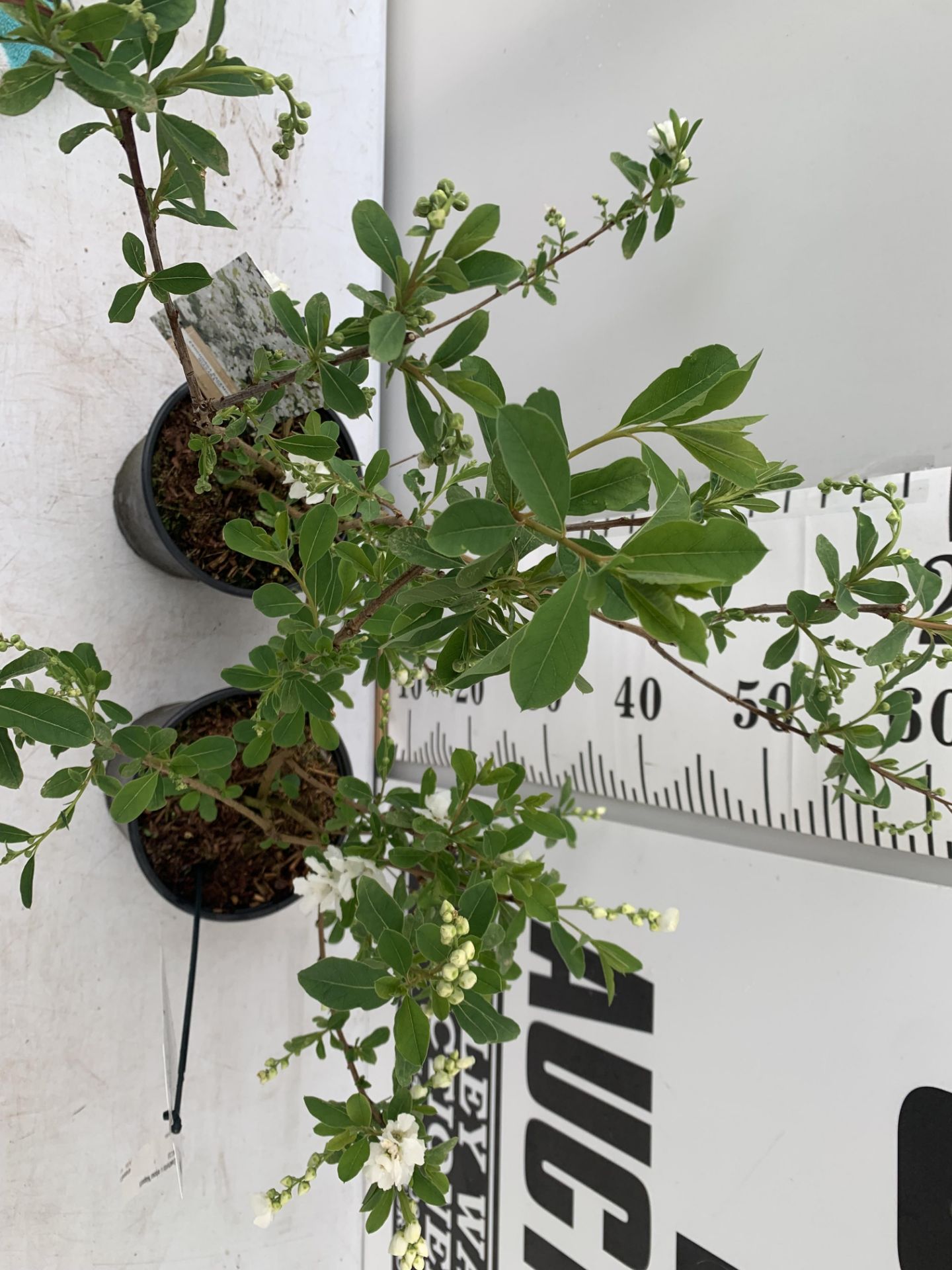 TWO EXOCHORDA RACEMOSA 'NIAGARA' IN 3 LTR POTS APPROX 65CM IN HEIGHT PLUS VAT TO BE SOLD FOR THE TWO - Image 3 of 12