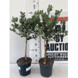 TWO RHAPHIOLEPIS INDICA SPRINGTIME STANDARD TREES IN 4 LTR POTS APPROX 95CM IN HEIGHT PLUS VAT TO BE