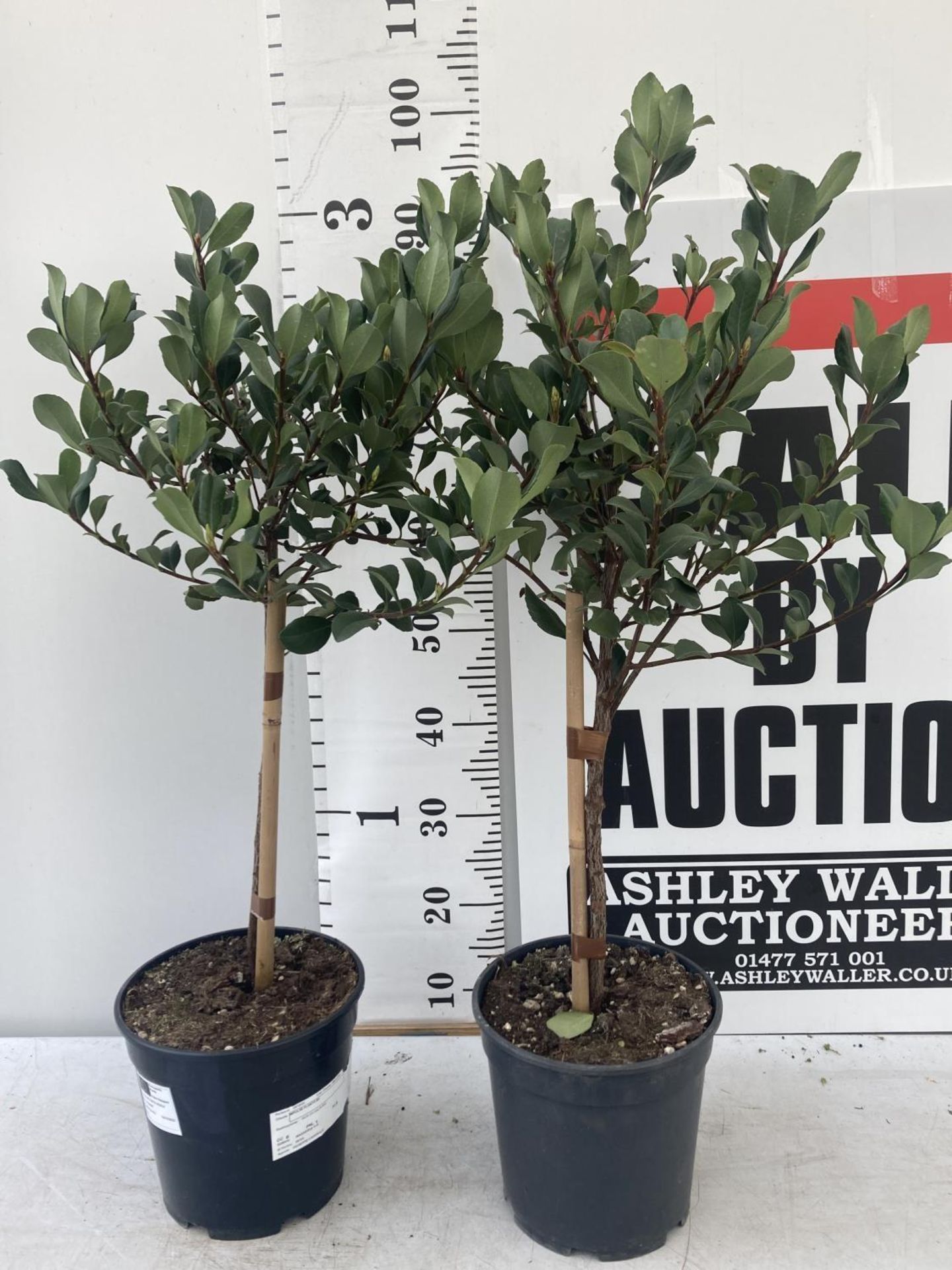 TWO RHAPHIOLEPIS INDICA SPRINGTIME STANDARD TREES IN 4 LTR POTS APPROX 95CM IN HEIGHT PLUS VAT TO BE