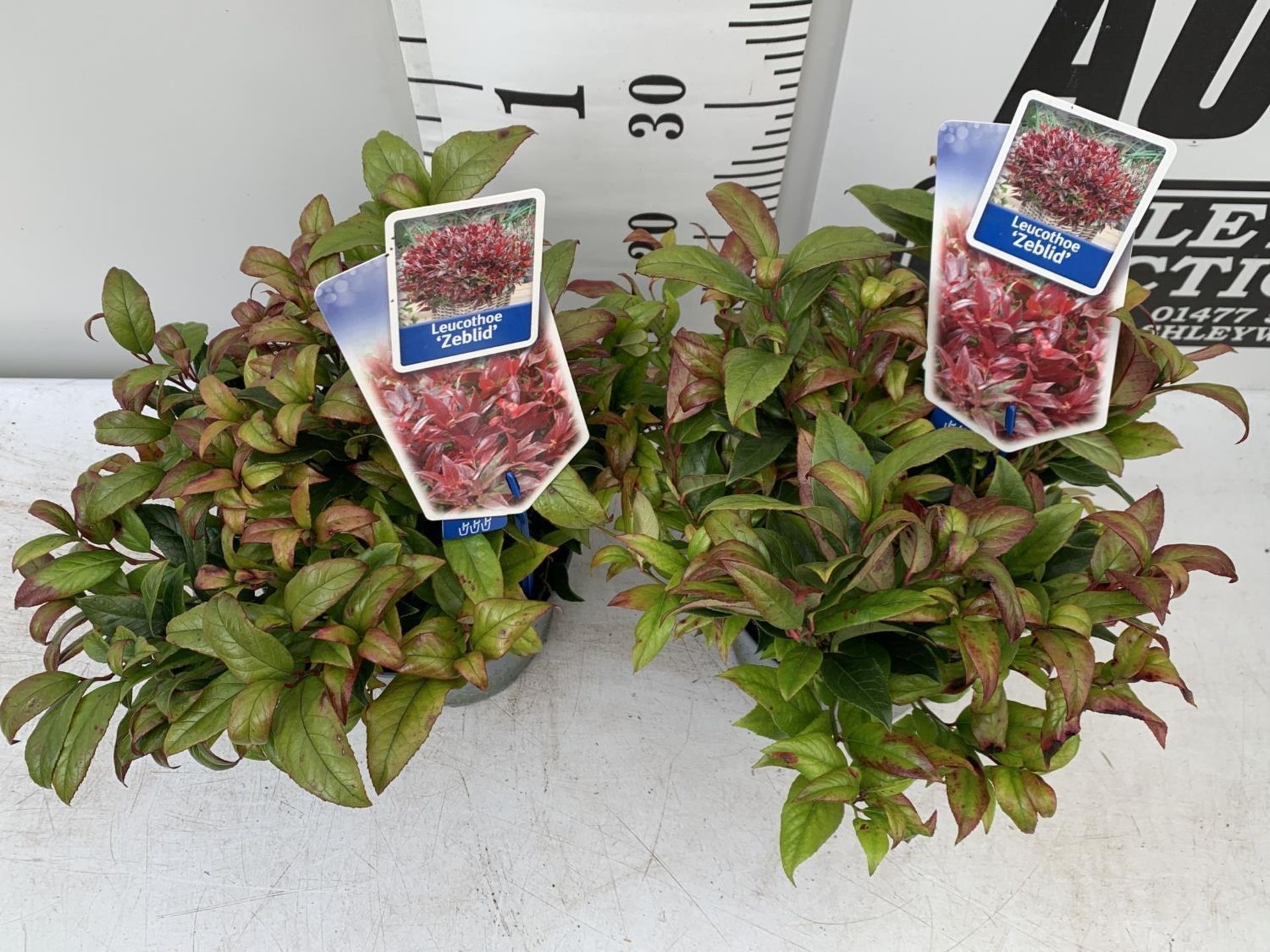 TWO LEUCOTHOE ZEBLID IN 2 LTR POTS 35CM TALL PLUS VAT TO BE SOLD FOR THE TWO - Bild 4 aus 8