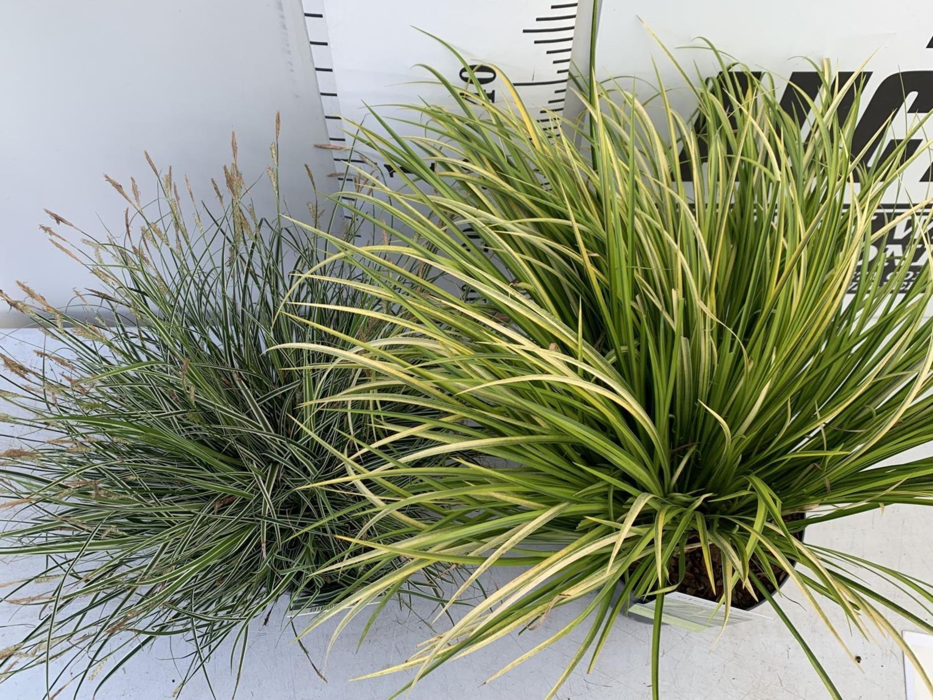 TWO HARDY AND EVERGREEN GRASSES CAREX OSHIMENSIS AND ACORUS GRAMINEUS IN 3 LTR POTS 45CM TALL PLUS - Image 4 of 12