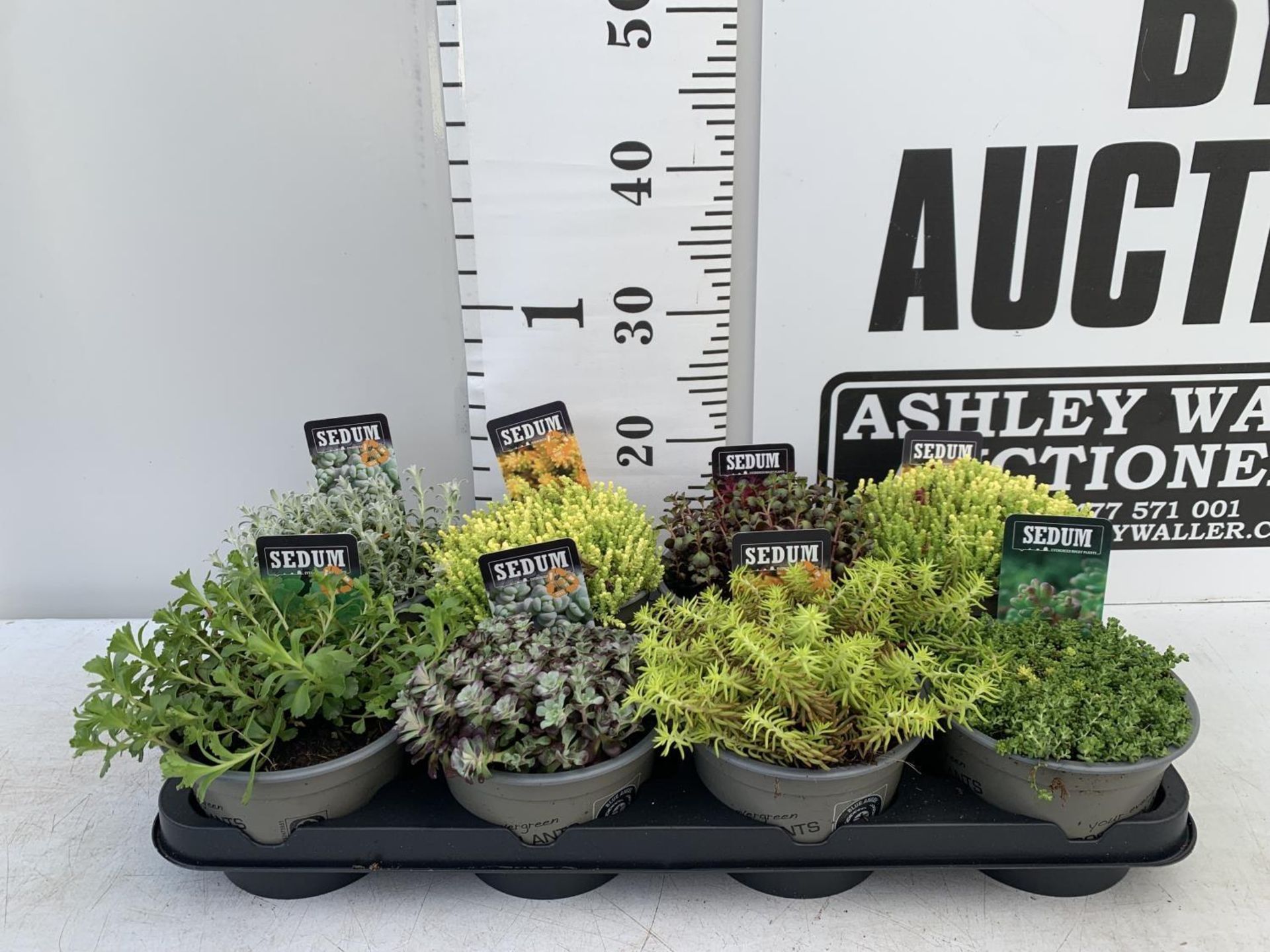 EIGHT VARIOUS EVERGREEN SEDUM IN P14 POTS PLUS VAT TO BE SOLD FOR THE EIGHT - Image 2 of 12