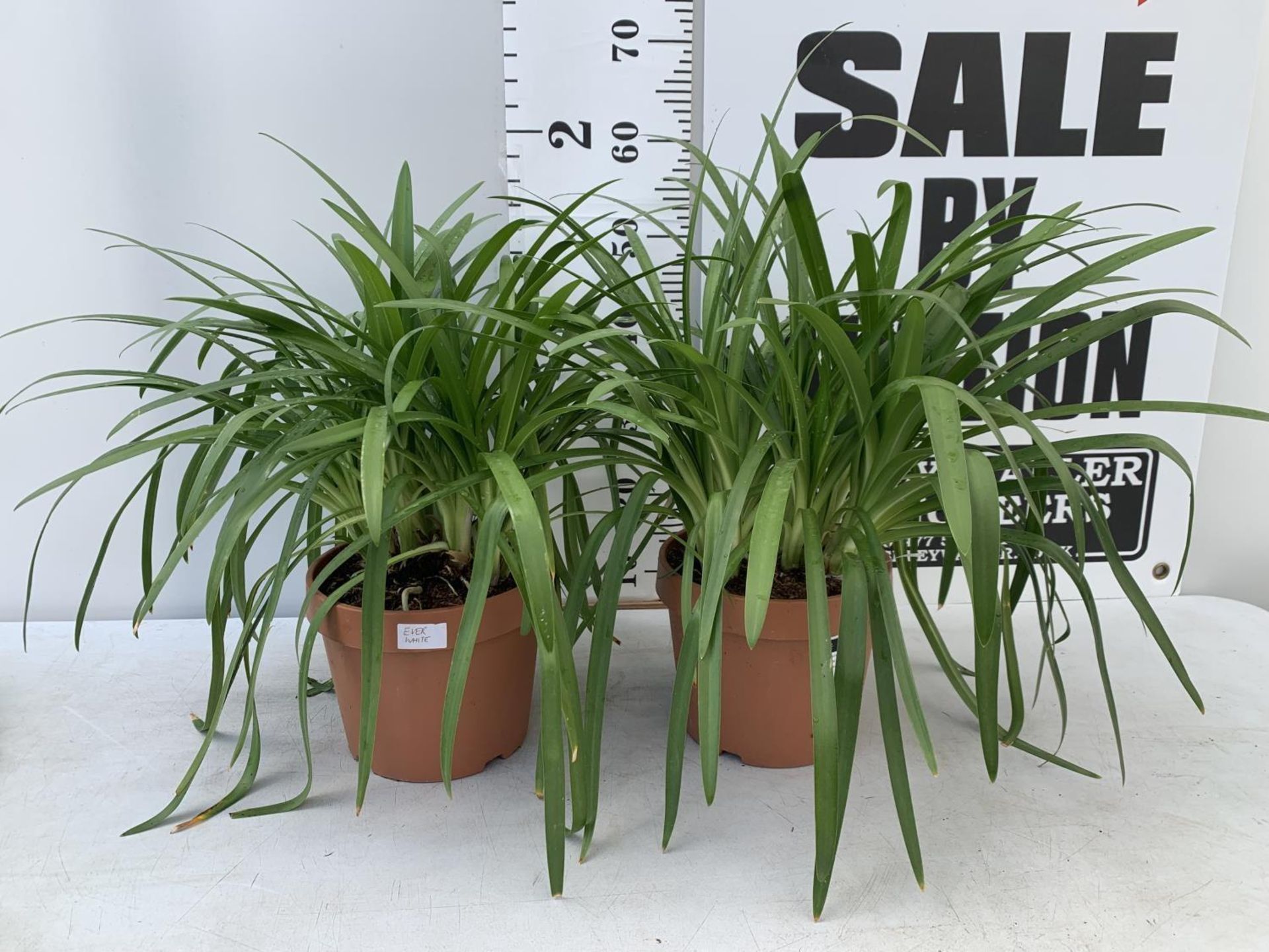 TWO LARGE AGAPANTHUS 'EVER WHITE' IN 4 LTR POTS APPROX 60CM IN HEIGHT PLUS VAT TO BE SOLD FOR THE - Image 2 of 8