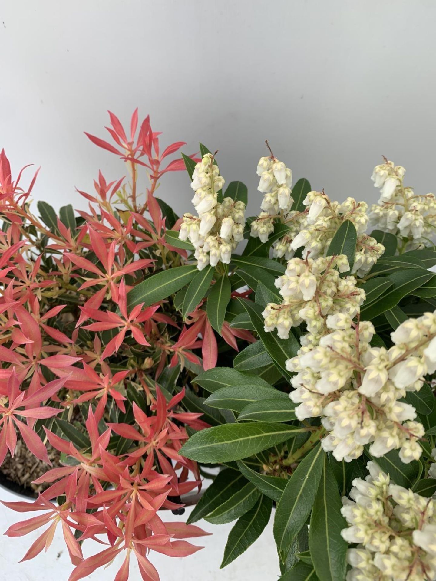 TWO PIERIS JAPONICA FORSET FLAME AND FLAMING SILVER IN 3 LTR POTS 40CM TALL PLUS VAT TO BE SOLD - Image 8 of 12