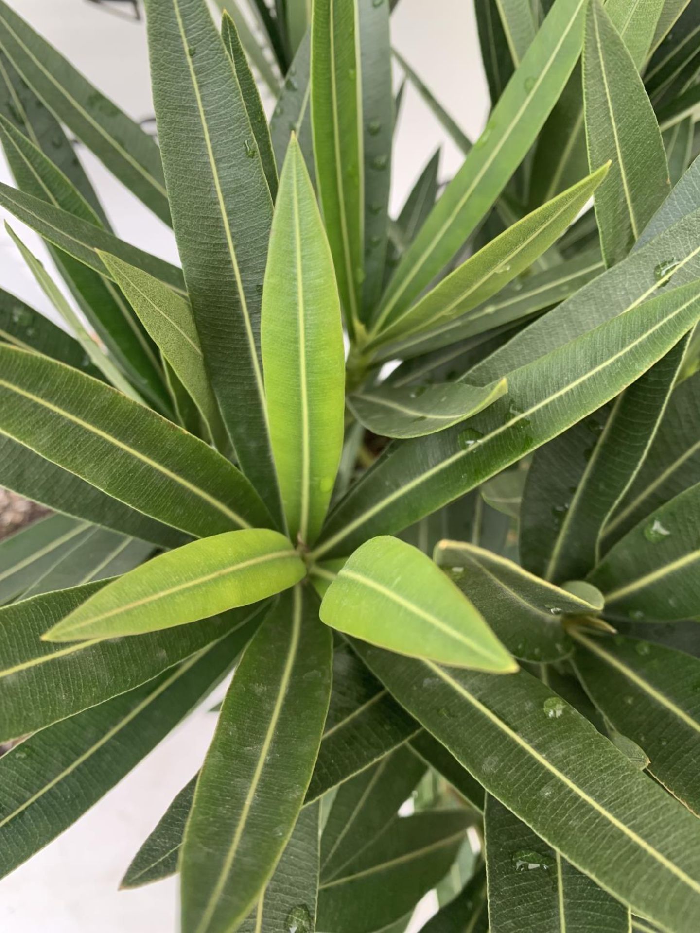 MIXED LOT OF TWO PLANTS - ONE OLEANDER NERIUM MULTICOLOURED IN 3 LTR POT APPROX 60CM TALL AND ONE - Image 6 of 12