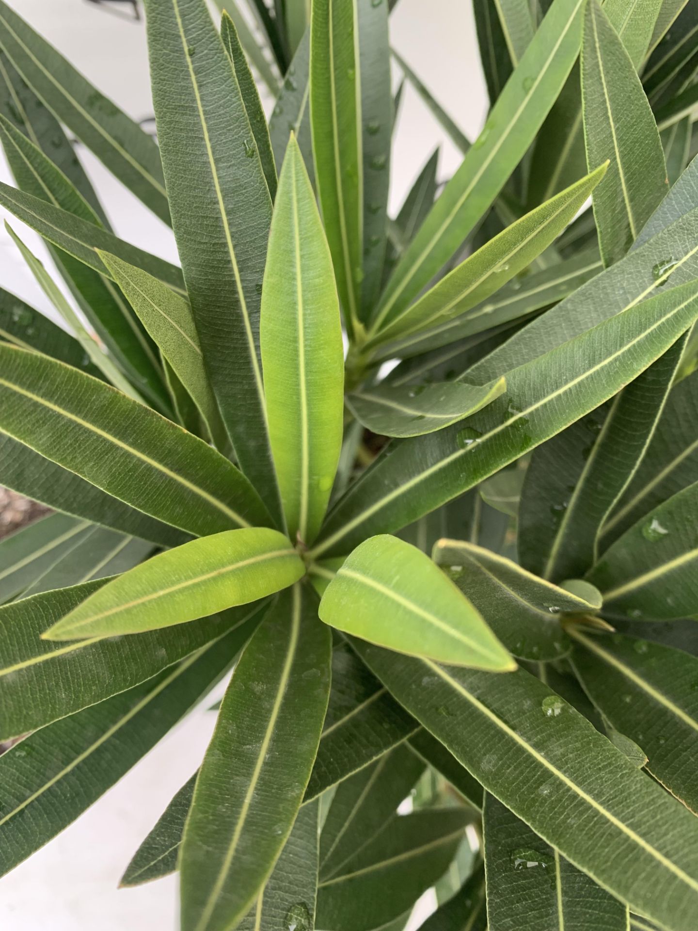 MIXED LOT OF TWO PLANTS - ONE OLEANDER NERIUM MULTICOLOURED IN 3 LTR POT APPROX 60CM TALL AND ONE - Image 5 of 12