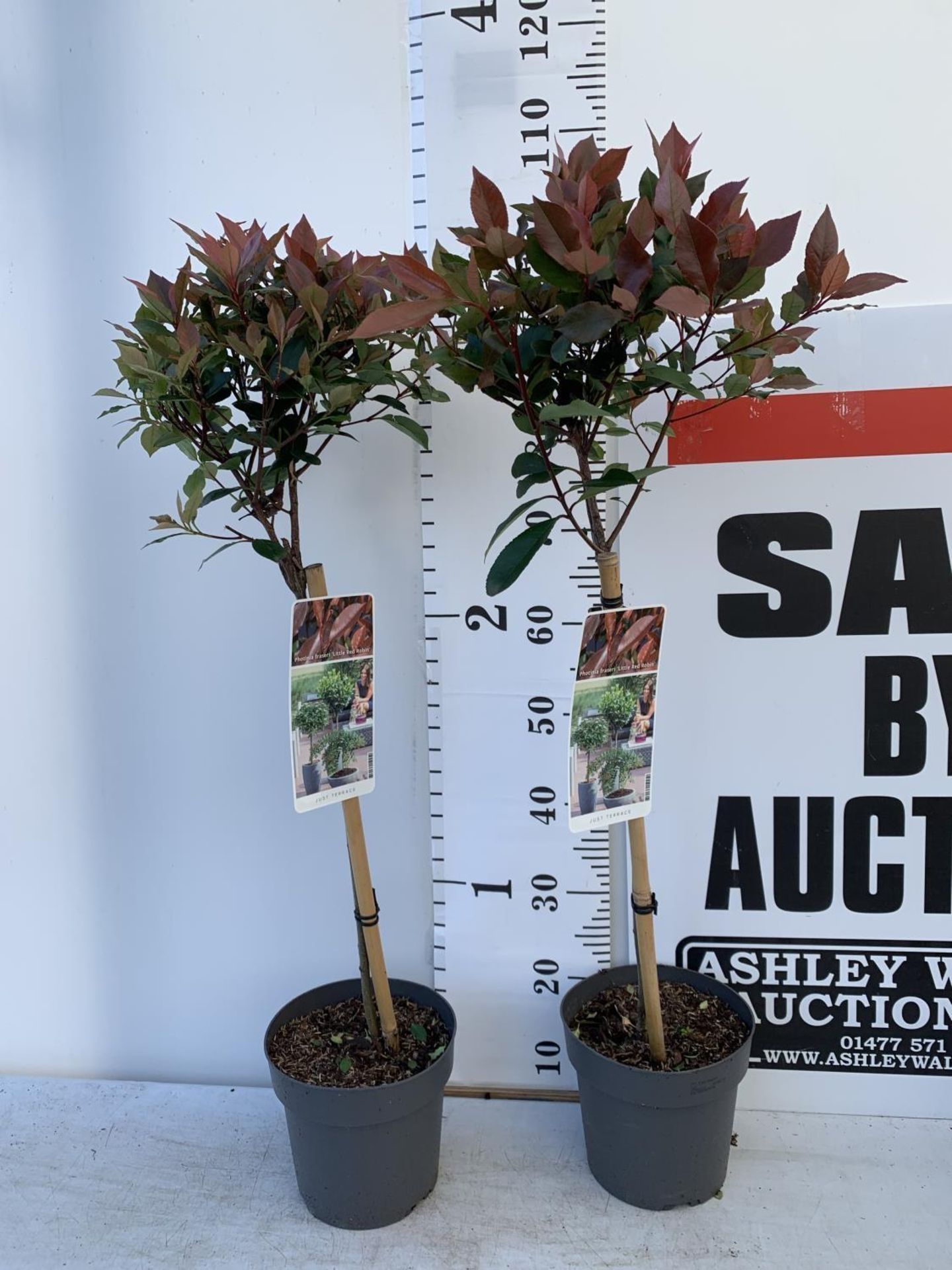 TWO STANDARD PHOTININA FRAZERI LITTLE RED ROBIN TREES IN 3 LTR POTS 90CM TALL PLUS VAT TO BE SOLD - Image 2 of 10
