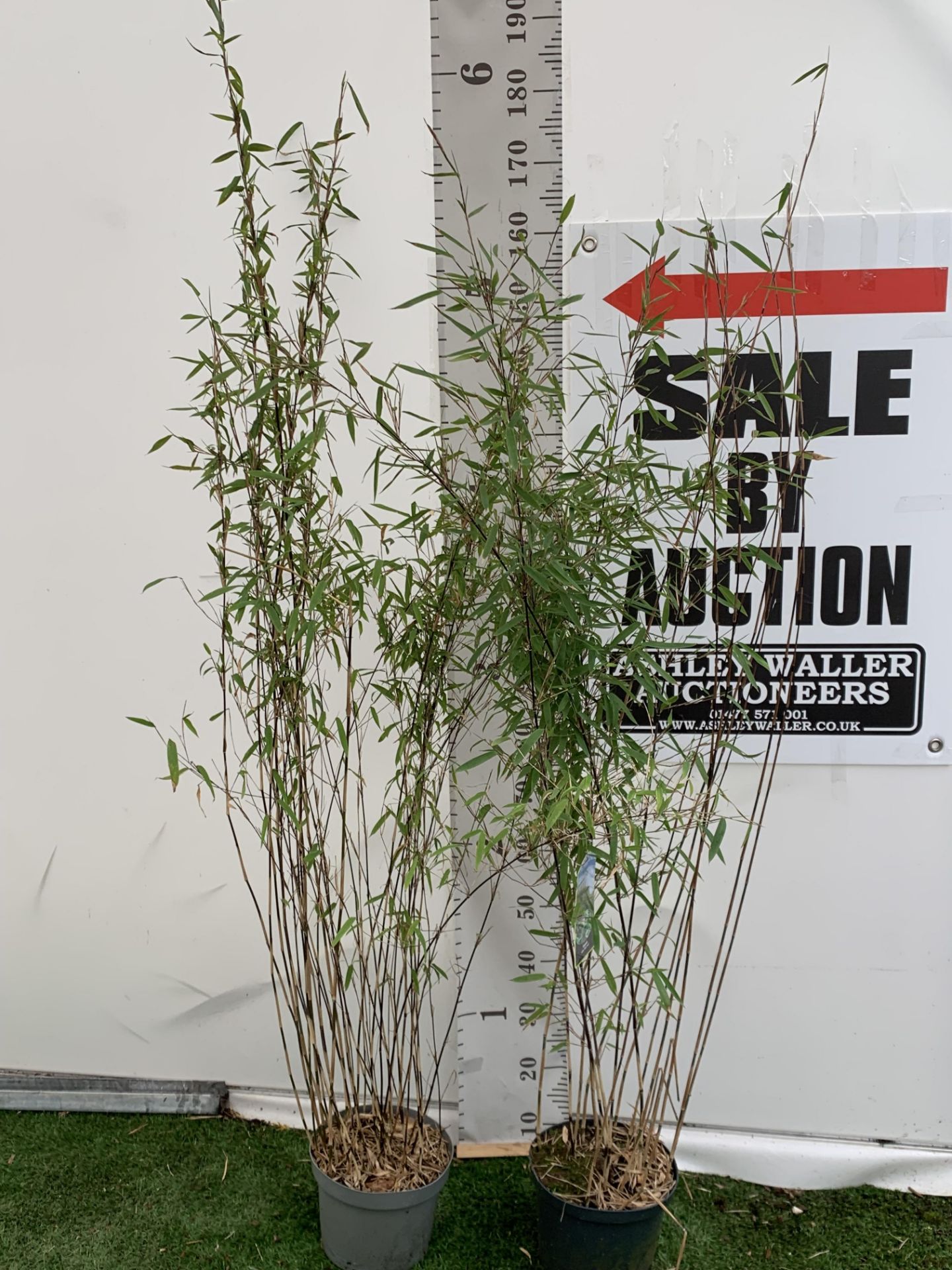 TWO BAMBOO FARGESIA 'BLACK PEARL' AND 'VOLCANO' OVER 2 METRES IN HEIGHT IN 5 LTR POTS PLUS VAT TO BE - Image 3 of 12