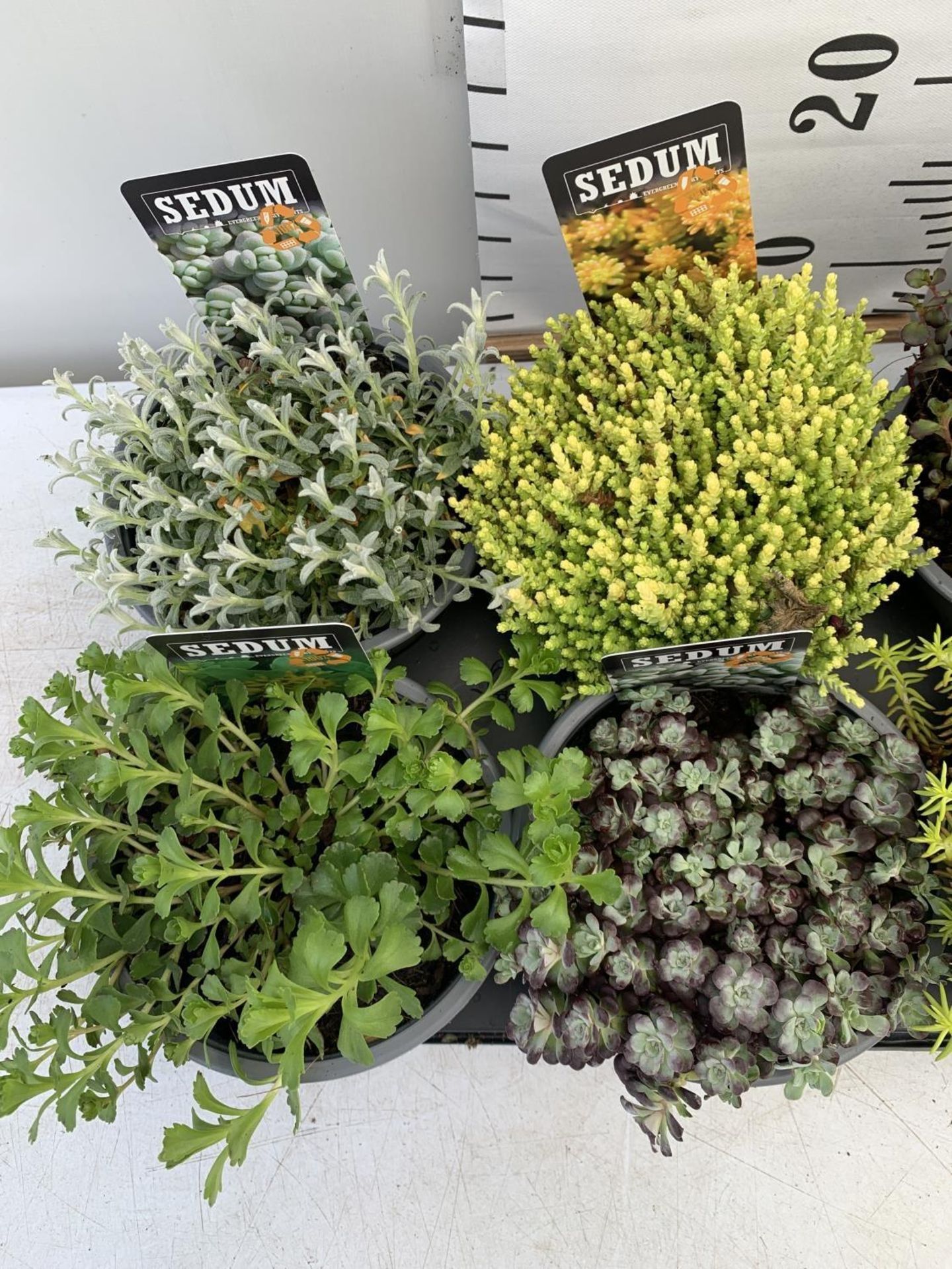 EIGHT VARIOUS EVERGREEN SEDUM IN P14 POTS PLUS VAT TO BE SOLD FOR THE EIGHT - Image 8 of 12