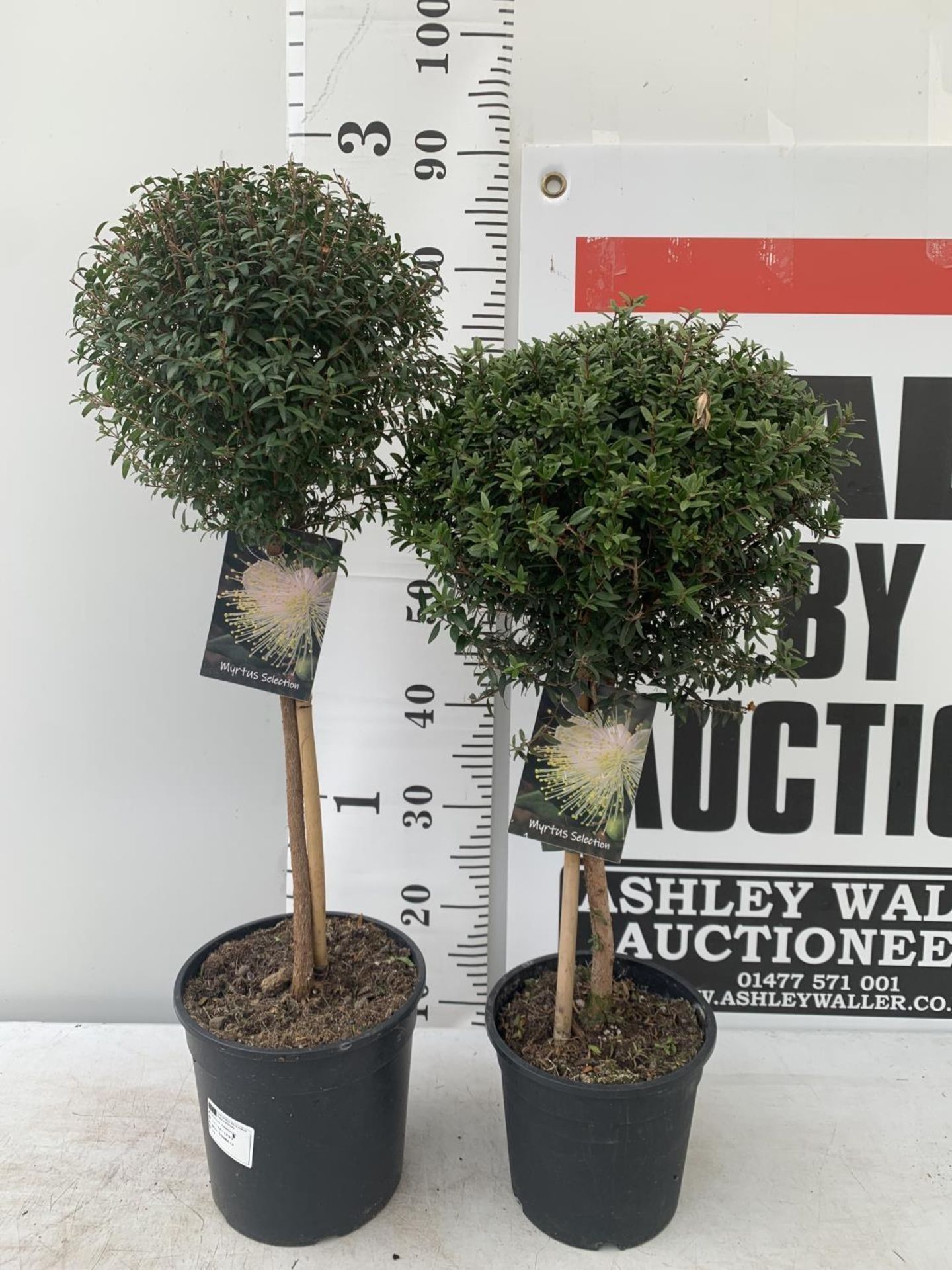 TWO MYRTUS SELECTION STANDARD TREES OF DIFFERING HEIGHTS ONE APPROX 85CM IN HEIGHT AND ONE 70CM IN 2 - Image 2 of 10