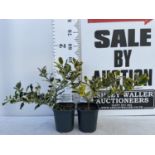 TWO ILEX AQUIFOLIUM HOLLY 'GOLDEN KING' AND ARGENTEA MARGINATA' IN 2 LTR POTS PLUS VAT TO BE SOLD