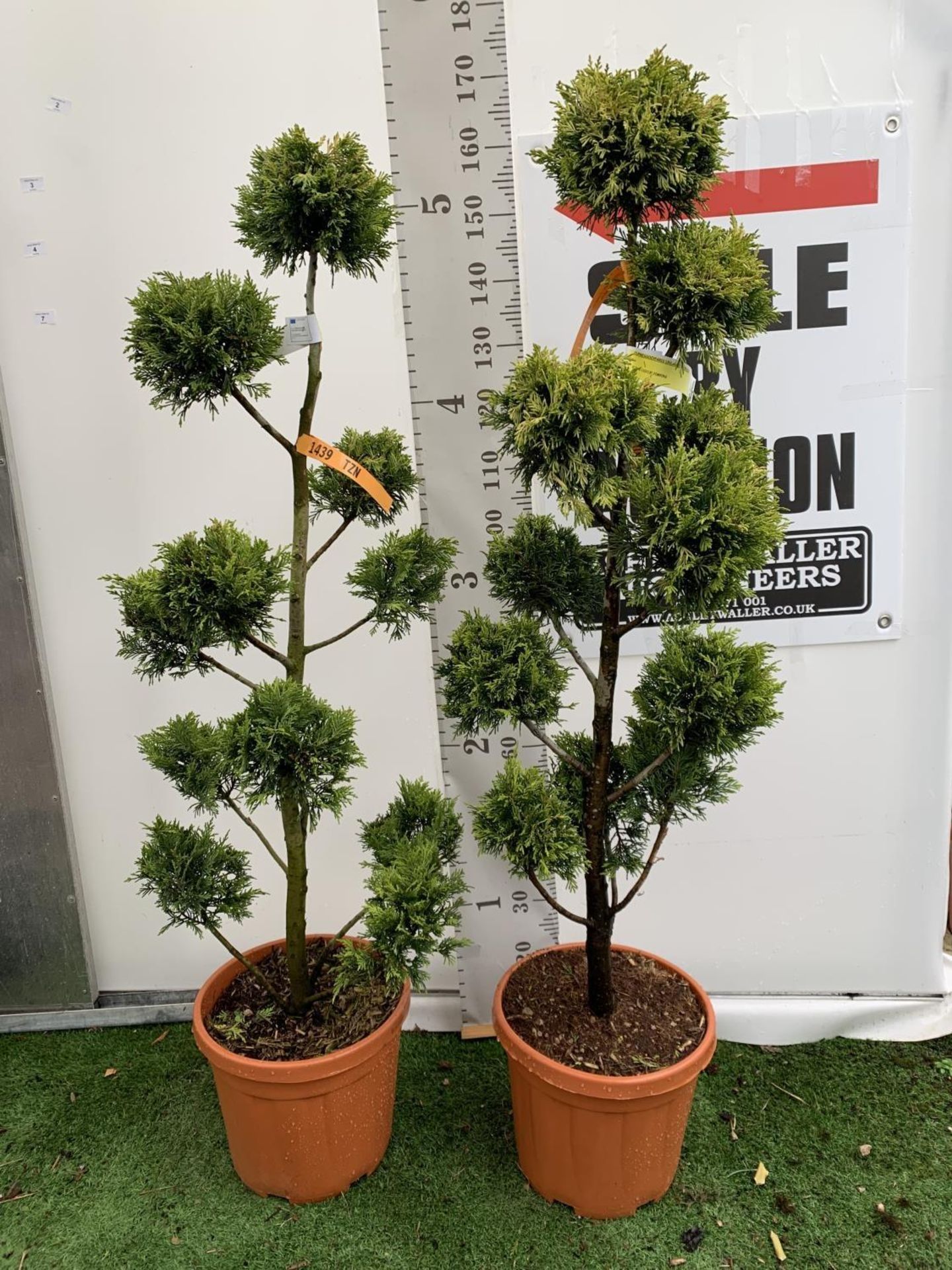 TWO POM POM TREES CUPRESSOCYPARIS LEYLANDII 'GOLD RIDER' APPROX 160CM IN HEIGHT IN 15 LTR POTS - Image 2 of 10