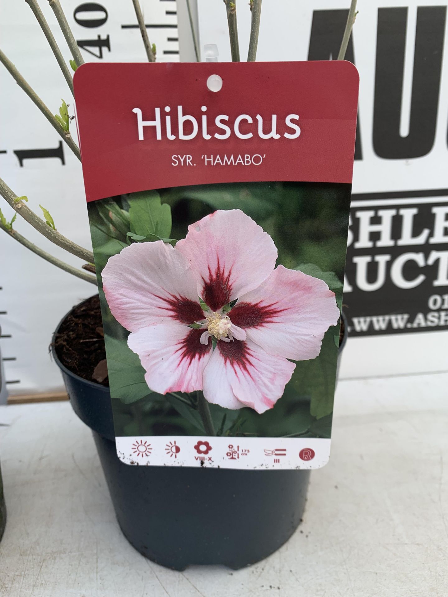 TWO HIBISCUS SYRIACUS DUC DE BRABANT AND HAMABO IN 3 LTR POTS 60CM TALL PLUS VAT TO BE SOLD FOR - Image 7 of 8