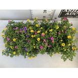 EIGHT POTS CALIBRACHOA TRIOBELLS IN 2 LTR POTS PLUS VAT TO BE SOLD FOR THE EIGHT