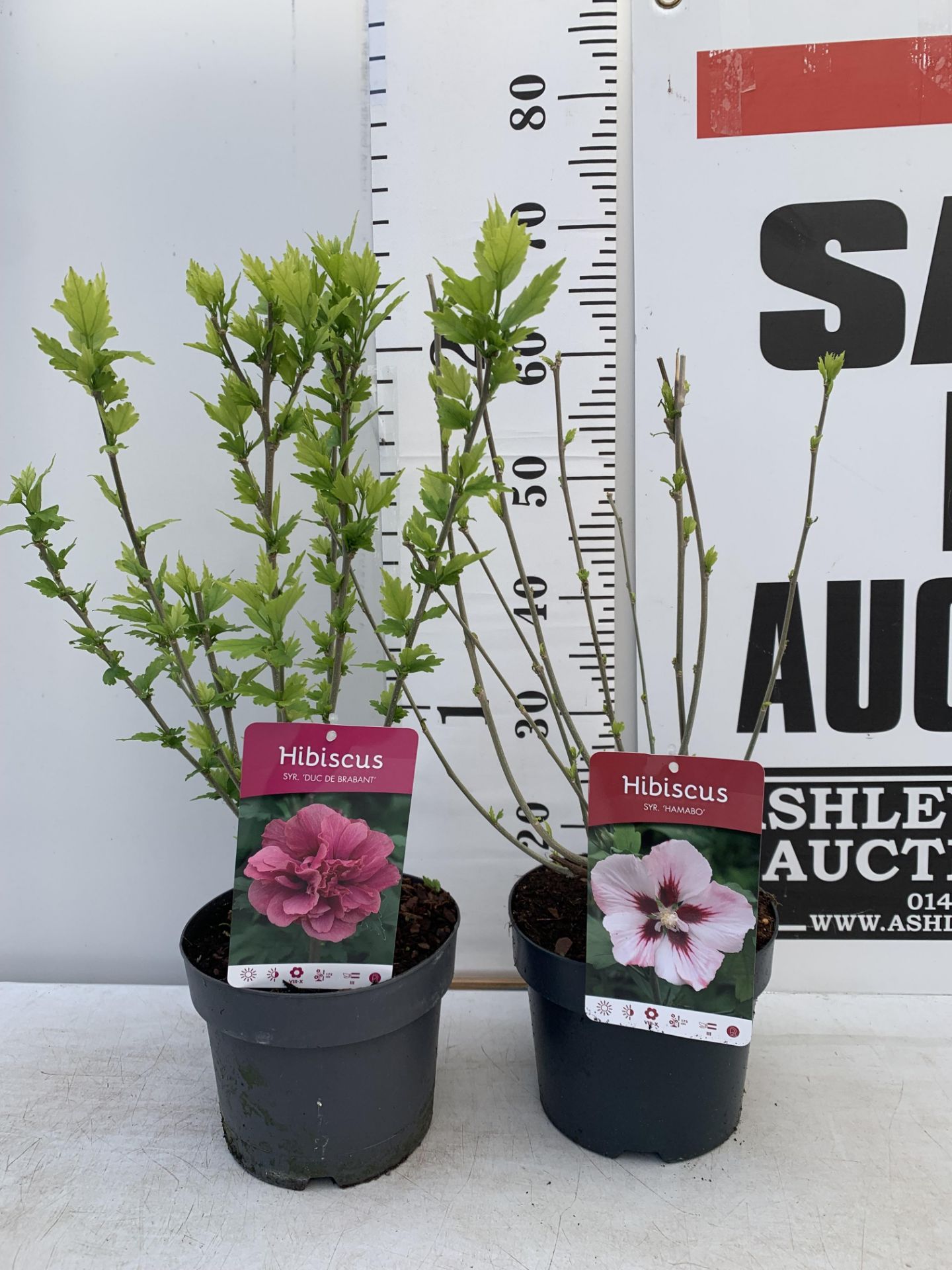 TWO HIBISCUS SYRIACUS DUC DE BRABANT AND HAMABO IN 3 LTR POTS 60CM TALL PLUS VAT TO BE SOLD FOR