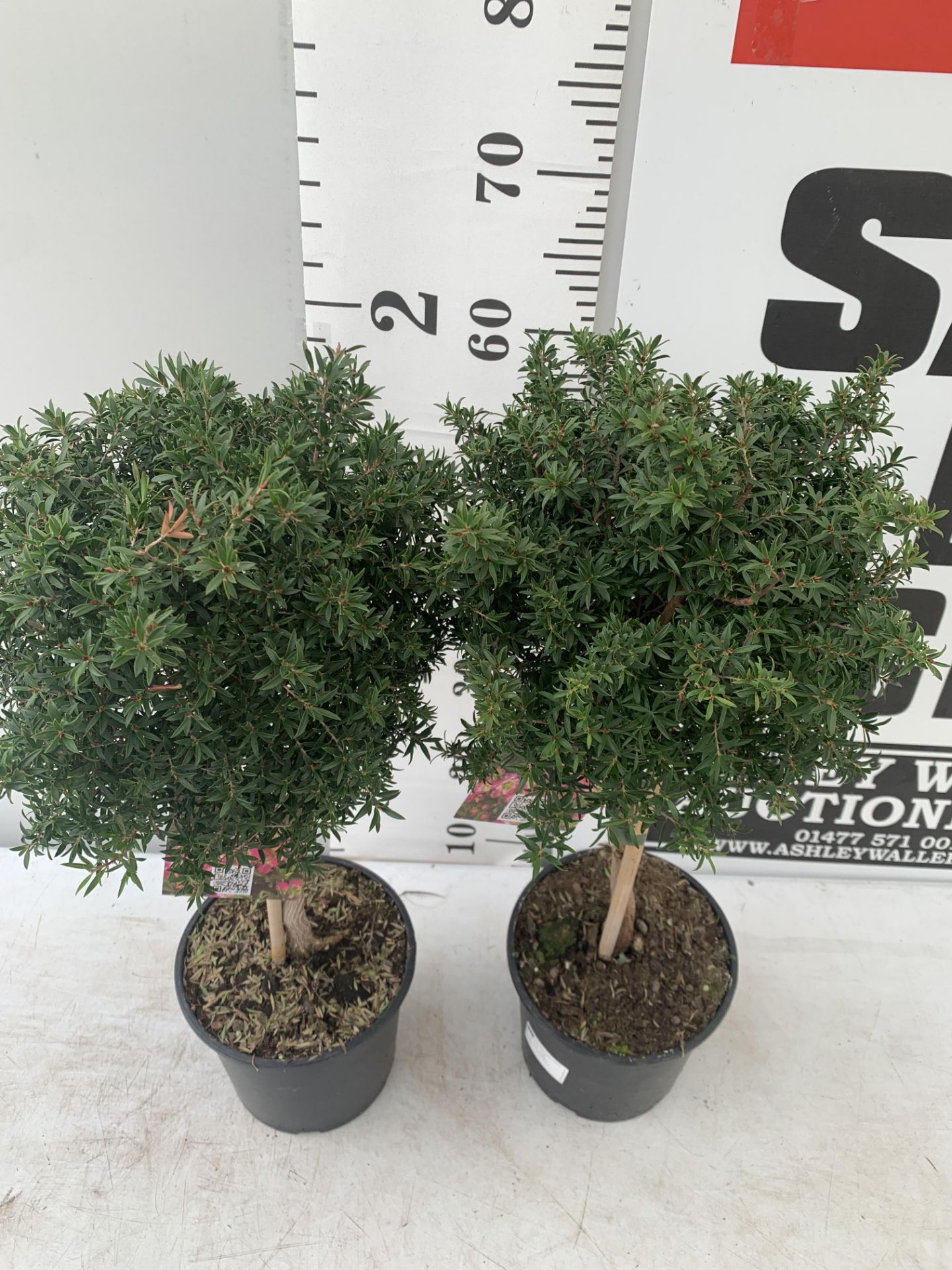 TWO LEPTOSPERMUM 'SUNSHINE' PINK STANDARD TREES APPROX 75CM IN HEIGHT IN FIVE LTR POTS PLUS VAT TO - Image 3 of 10