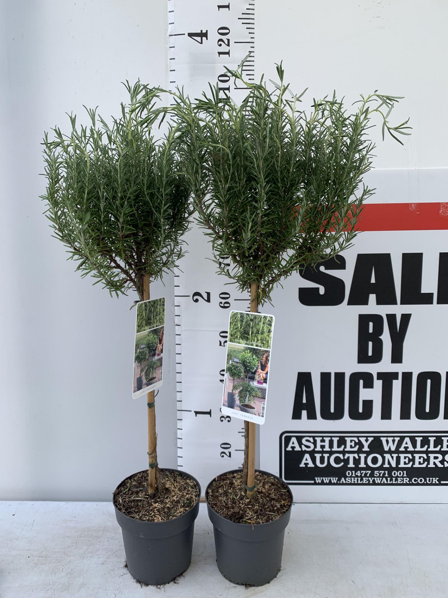 TWO STANDARD ROSEMARY TREES IN 3 LTR POTS 100CM TALL NO VAT TO BE SOLD FOR THE TWO - Image 3 of 10