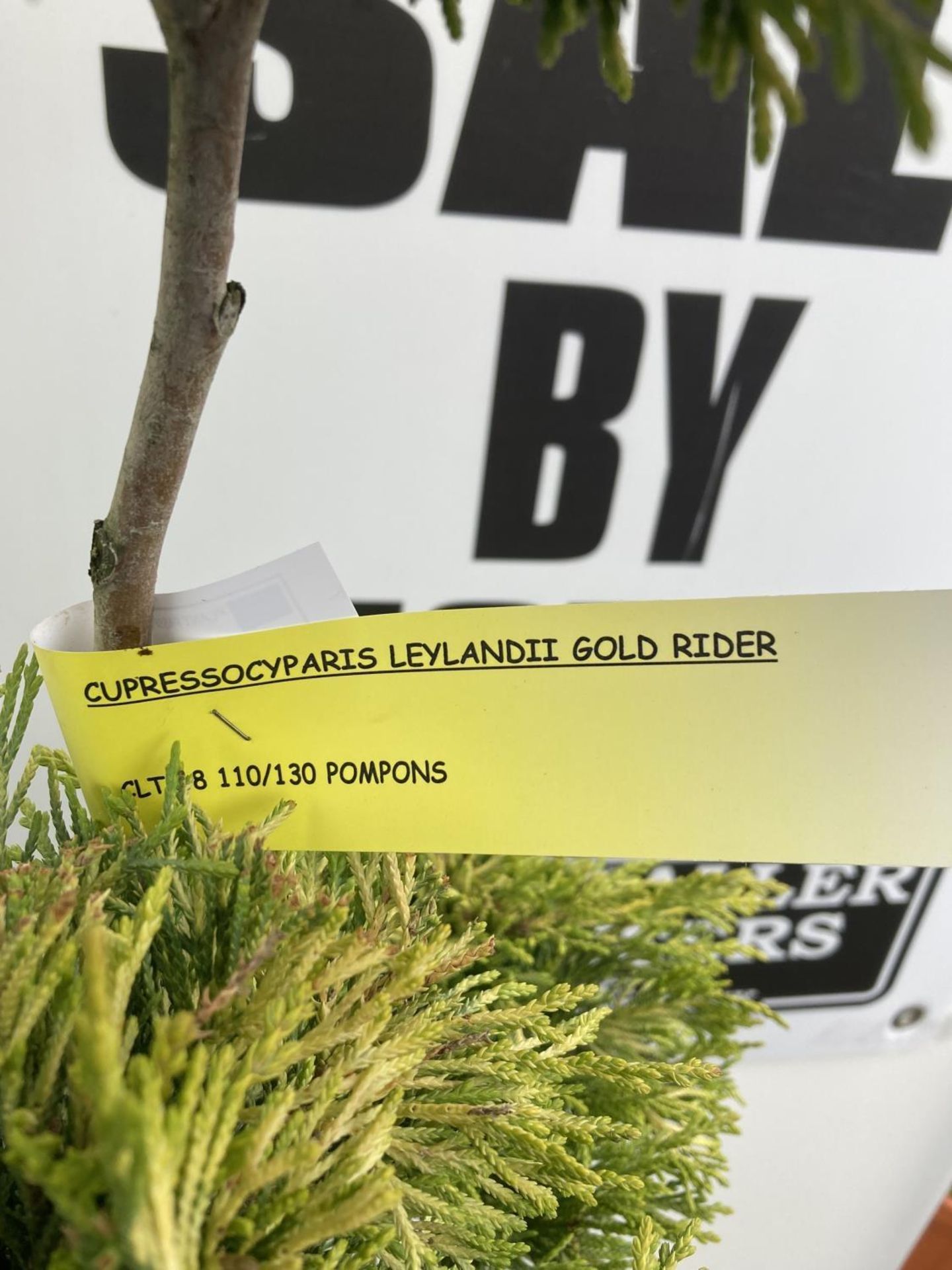 TWO POM POM TREES CUPRESSOCYPARIS LEYLANDII 'GOLD RIDER' APPROX 160CM IN HEIGHT IN 15 LTR POTS - Image 4 of 5