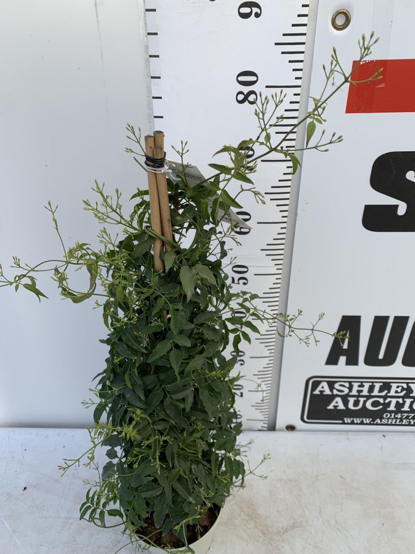 ONE JASMINE TRACHELOSPERMUM APPROX 80CM IN HEIGHT IN A 2 LTR POT PLUS VAT - Image 3 of 12