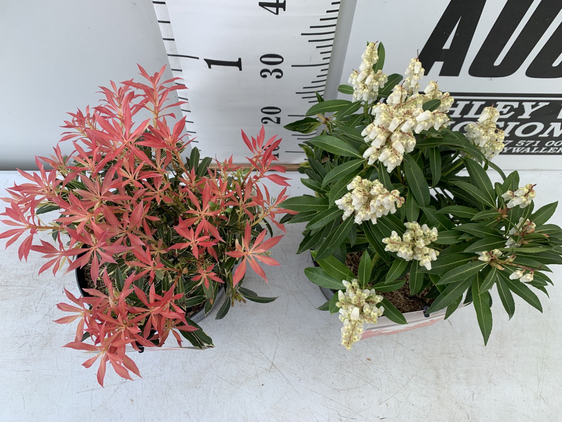 TWO PIERIS JAPONICA FORSET FLAME AND FLAMING SILVER IN 3 LTR POTS 40CM TALL PLUS VAT TO BE SOLD - Image 3 of 12