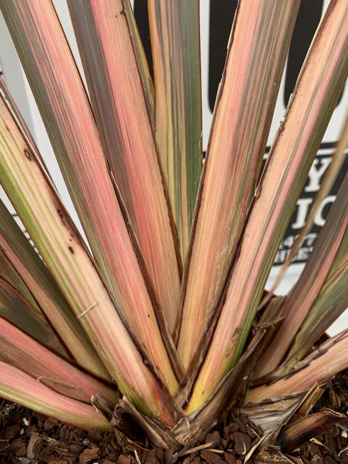 TWO PHORMIUM TENAX 'RAINBOW QUEEN' IN 3 LTR POTS APPROX 1M IN HEIGHT PLUS VAT TO BE SOLD FOR THE TWO - Image 7 of 12