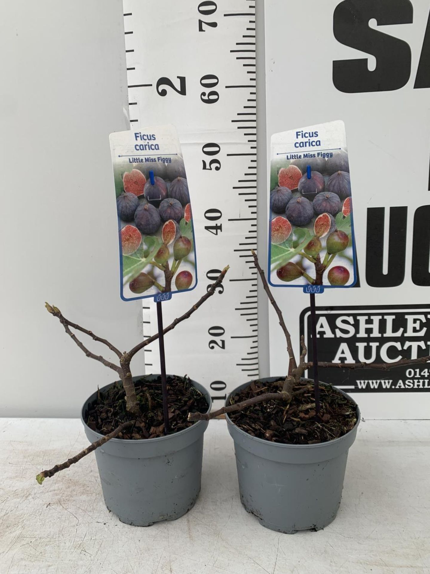 TWO FIG FICUS CARICA 'LITTLE MISS FIGGY' APPROX 35CM IN HEIGHT IN 2 LTR POTS NO VAT TO BE SOLD FOR - Image 2 of 8