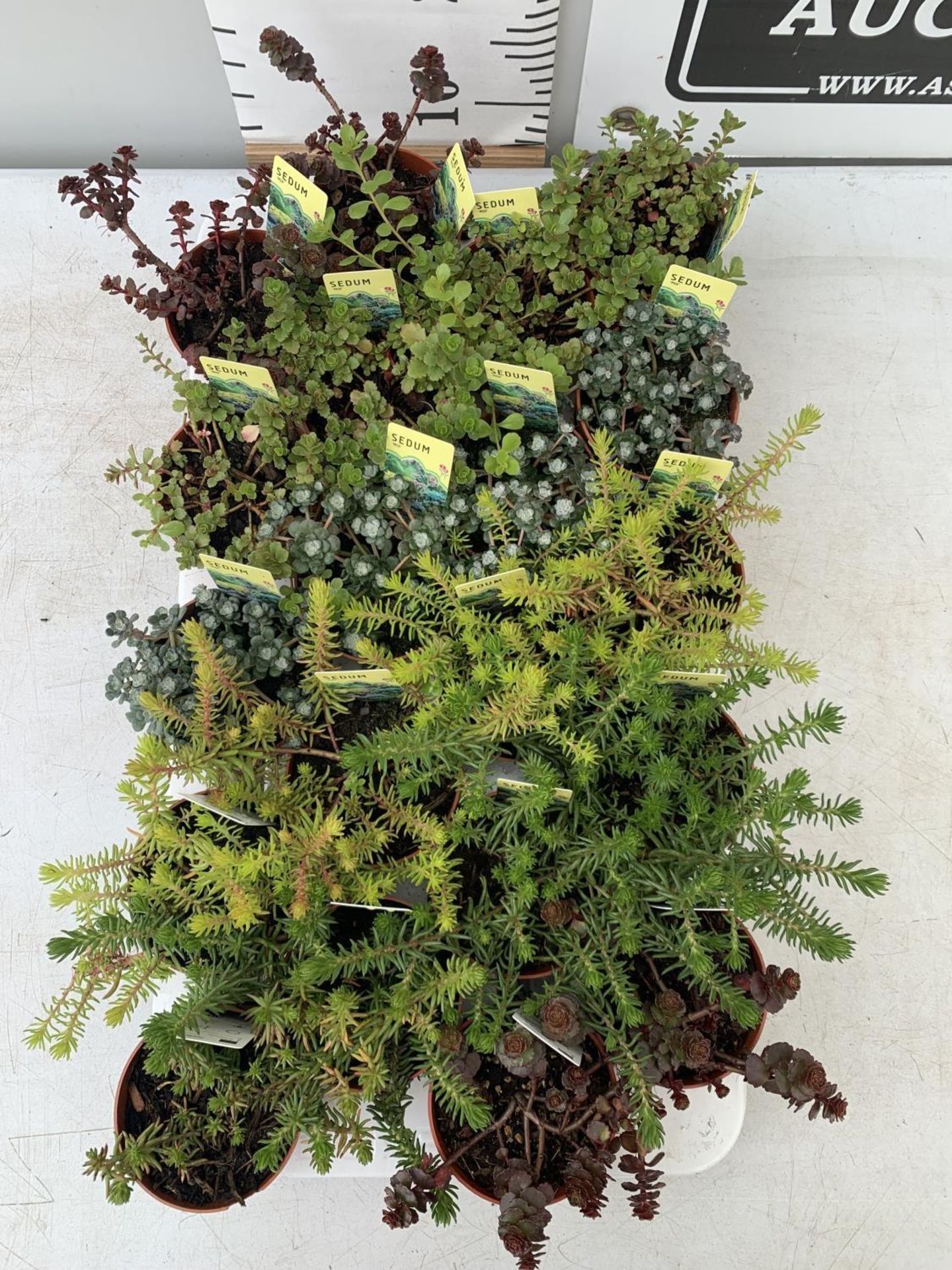 TWENTY MIXED SEDUMS ON A TRAY PLUS VAT TO BE SOLD FOR THE TWENTY - Image 4 of 10