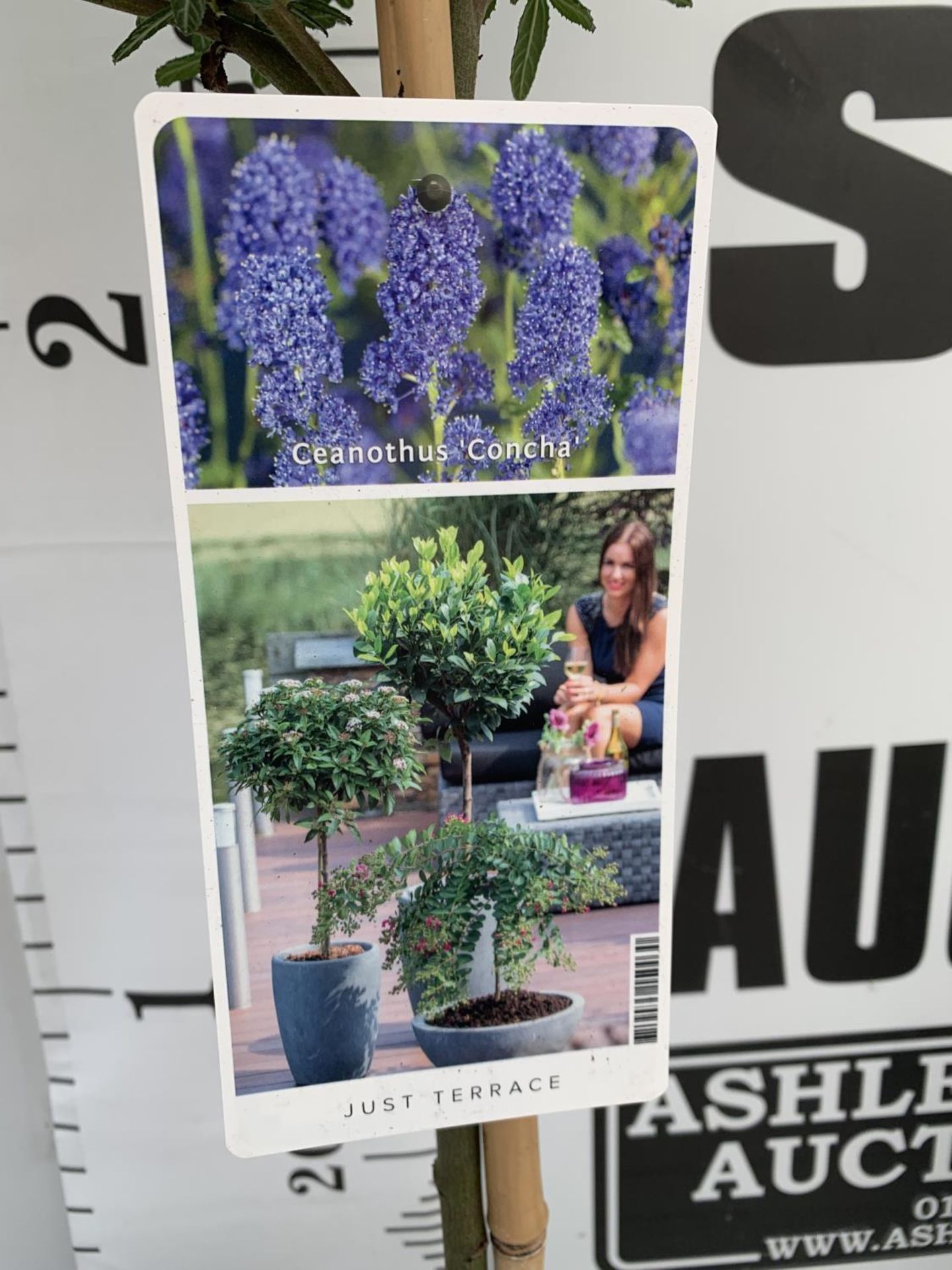 TWO STANDARD CEANOTHUS CONCHA IN 3 LTR POTS OVER 100CM PLUS VAT TO BE SOLD FOR THE TWO - Image 12 of 16