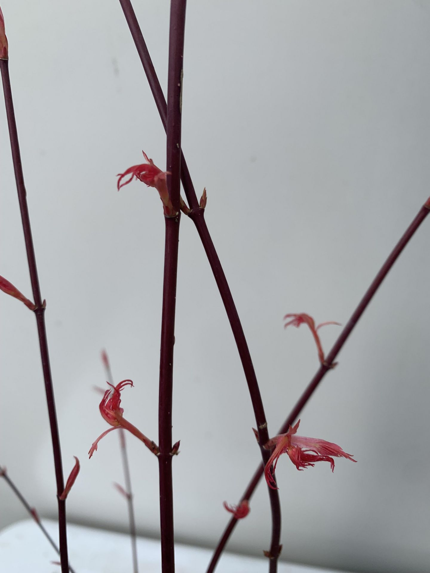 TWO ACER PALMATUMS 'ATROPURPUREUM' AND 'PHOENIX' OVER 1 METRE IN HEIGHT IN 3 LTR POTS PLUS VAT TO BE - Image 5 of 12