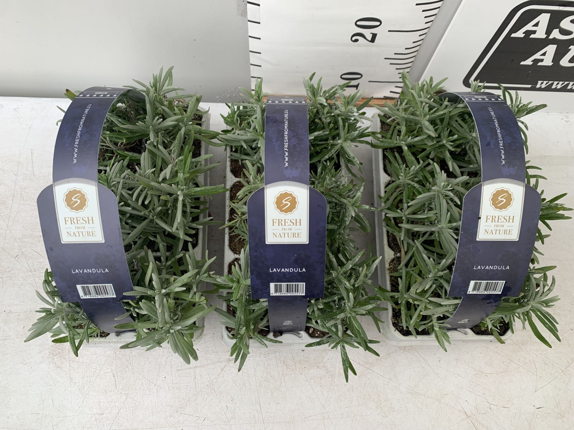 3 CARRY TRAYS OF PLUG LAVENDERS 18 PLANTS IN TOTAL PLUS VAT TO BE SOLD FOR THE THREE TRAYS - Image 3 of 6