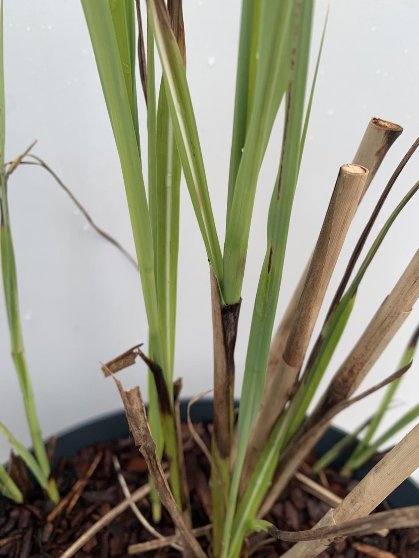 TWO ORNAMENTAL GRASSES MISCANTHUS 'KLEINE SILBERSPINNE' IN 10 LTR POTS APPROX 60CM IN HEIGHT PLUS - Image 6 of 8