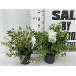 TWO EUONYMUS 'FORTUNEI HARLEQUIN' IN 2 LTR POTS APPROX 50CM IN HEIGHT PLUS VAT TO BE SOLD FOR THE