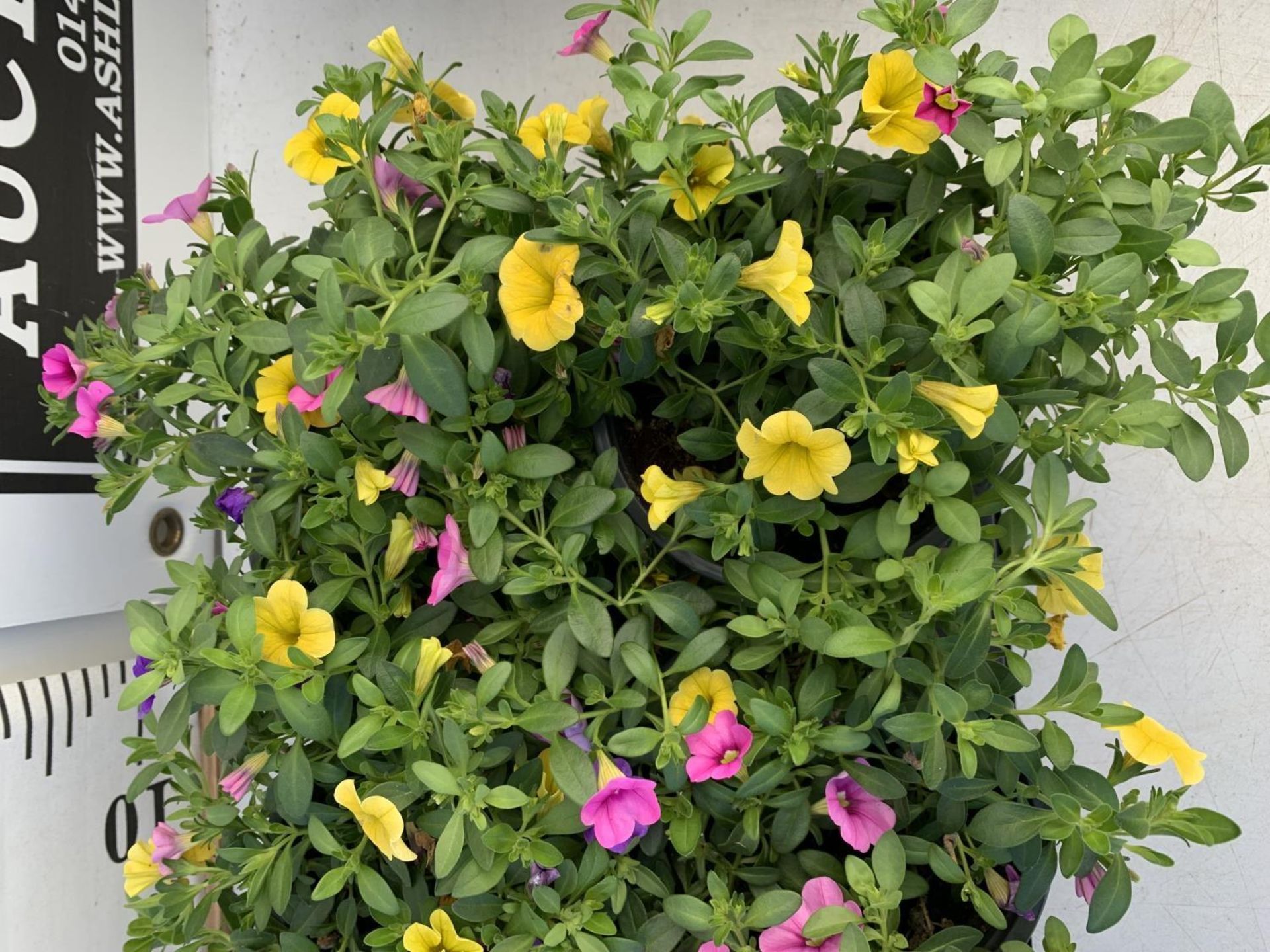EIGHT POTS CALIBRACHOA TRIOBELLS IN 2 LTR POTS PLUS VAT TO BE SOLD FOR THE EIGHT - Image 8 of 8