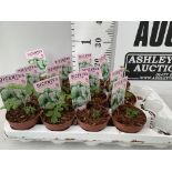 TWELVE DIECENTRA SPECTABILIS WHITE 'ALBA' ON A TRAY PLUS VAT TO BE SOLD FOR THE TWELVE