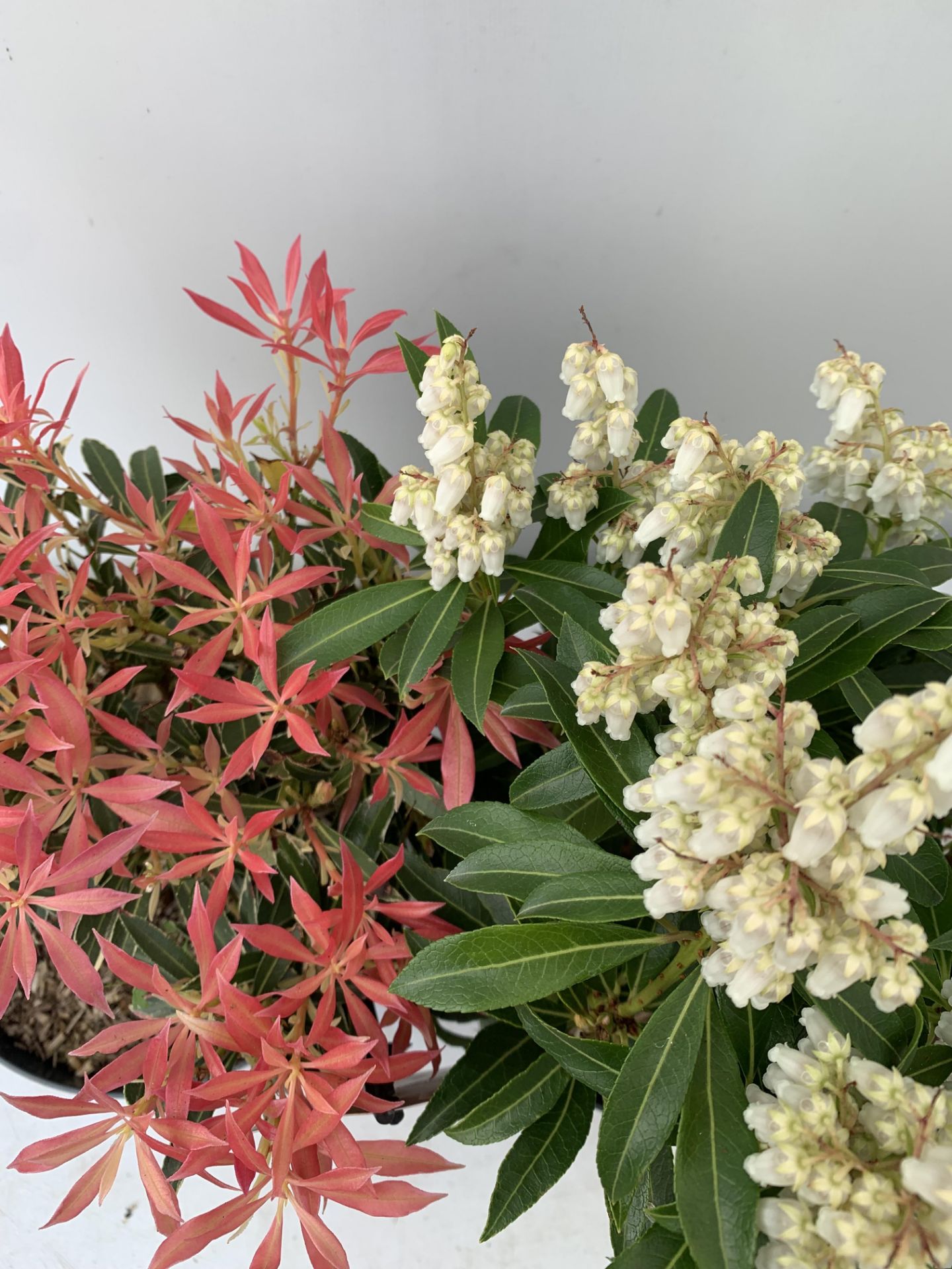 TWO PIERIS JAPONICA FORSET FLAME AND FLAMING SILVER IN 3 LTR POTS 40CM TALL PLUS VAT TO BE SOLD - Image 7 of 12