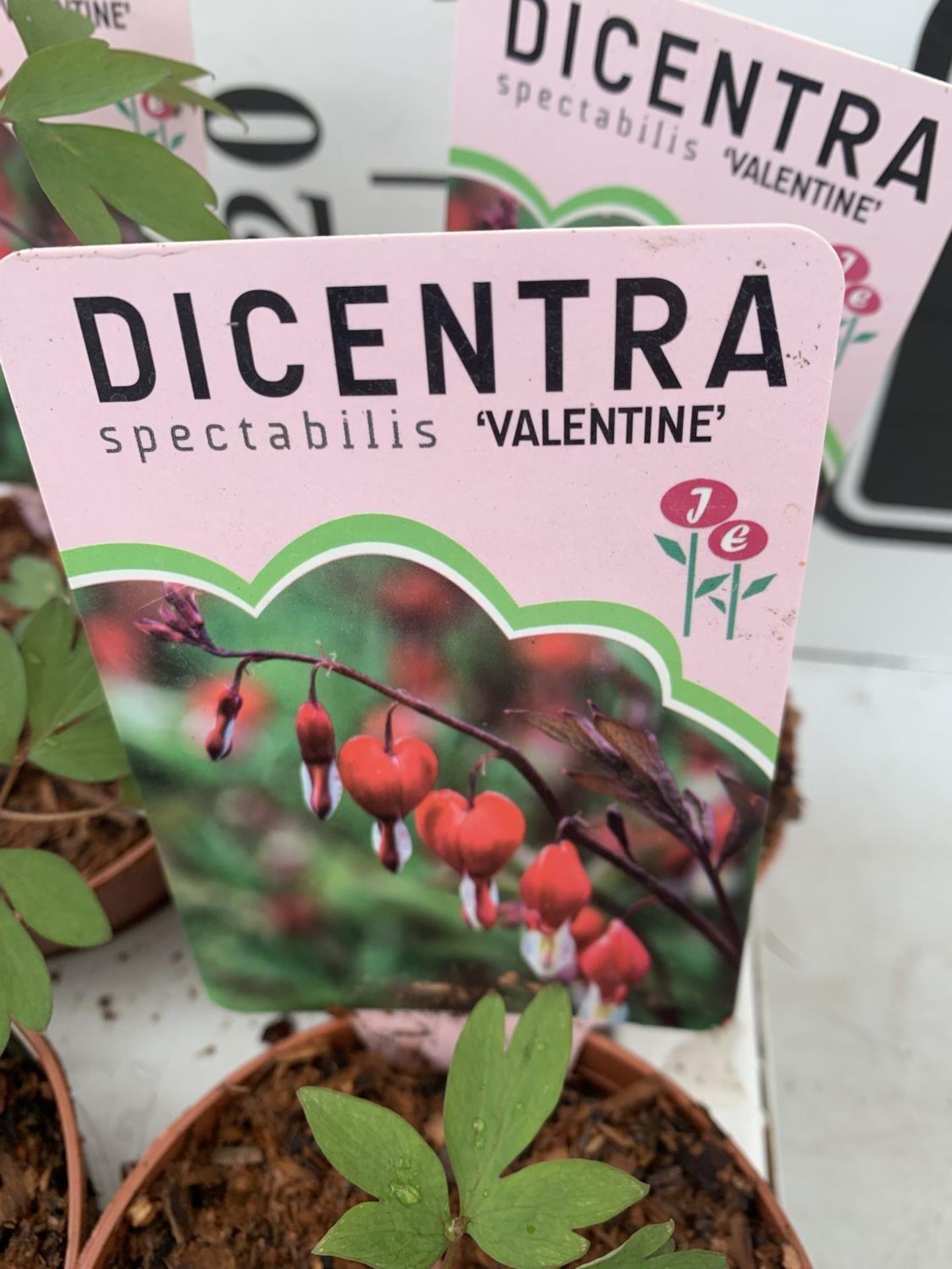 TWELVE DIECENTRA SPECTABILIS 'VALENTINE' RED ON A TRAY PLUS VAT TO BE SOLD FOR THE TWELVE - Image 8 of 8