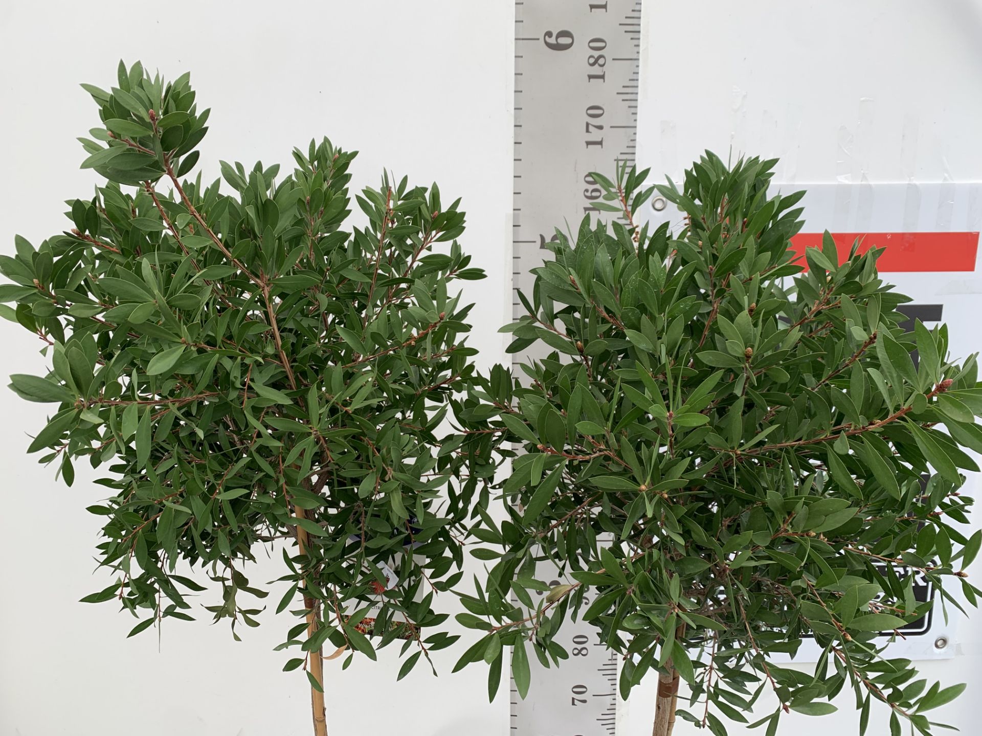 TWO CALLISTEMON BOTTLE BRUSH STANDARD TREES APPROX 170CM IN HEIGHT IN 10 LTR POTS PLUS VAT TO BE - Image 5 of 14