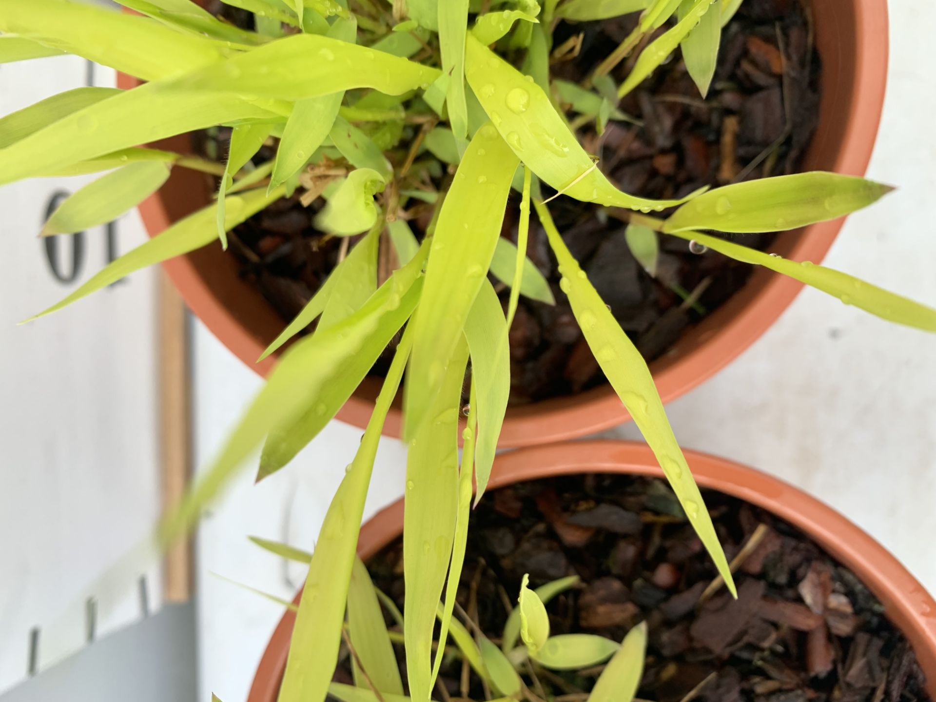 TWO ORNAMENTAL GRASSES HAKONECHLOA MACRA 'ALLGOLD' IN 1 LTR POTS PLUS VAT TO BE SOLD FOR THE TWO - Image 3 of 8