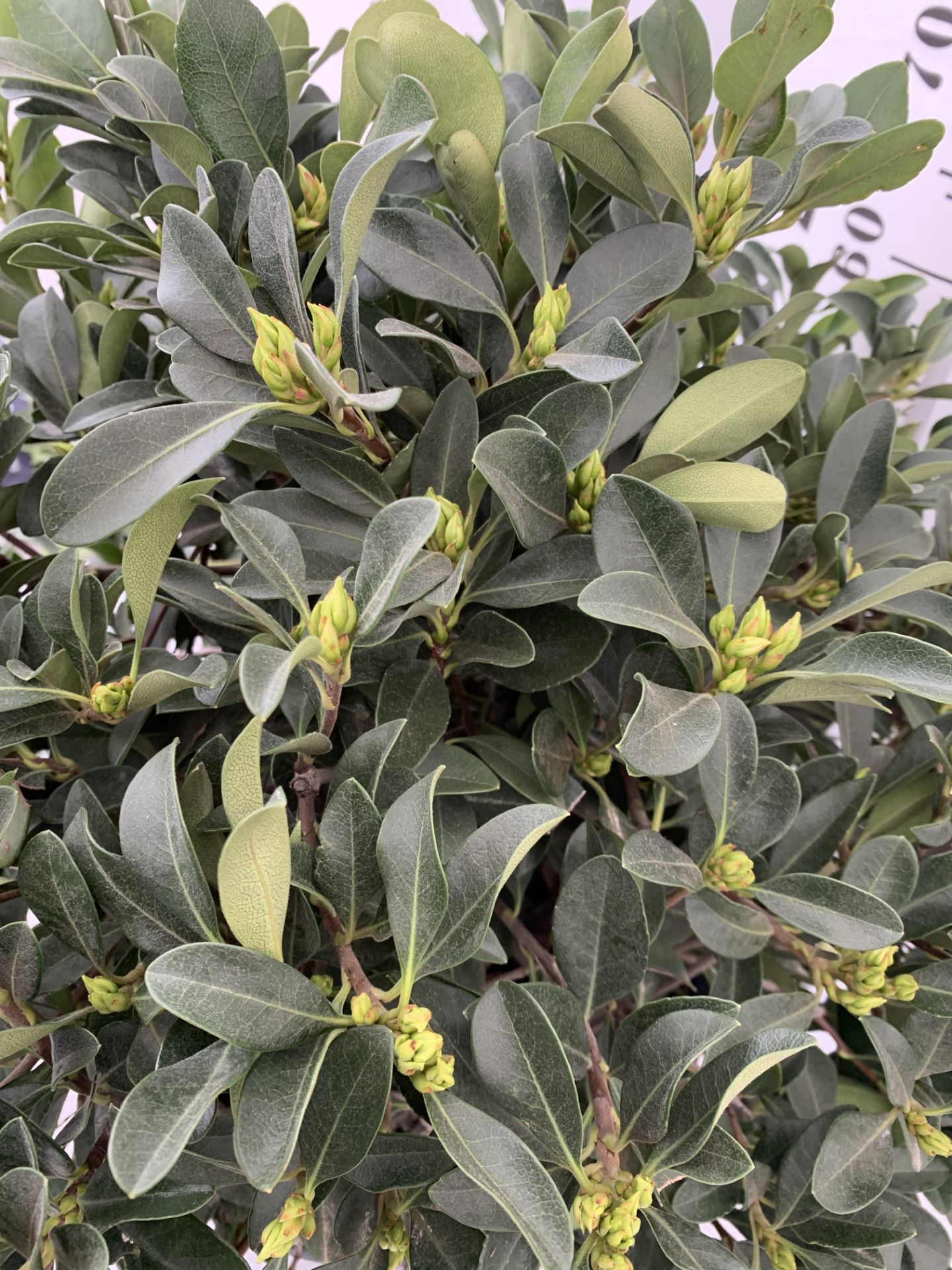 ONE RHAPHIOLEPIS UMBELLATA BUSH APPROX 80CM IN HEIGHT IN A 15 LTR POT PLUS VAT - Image 5 of 8